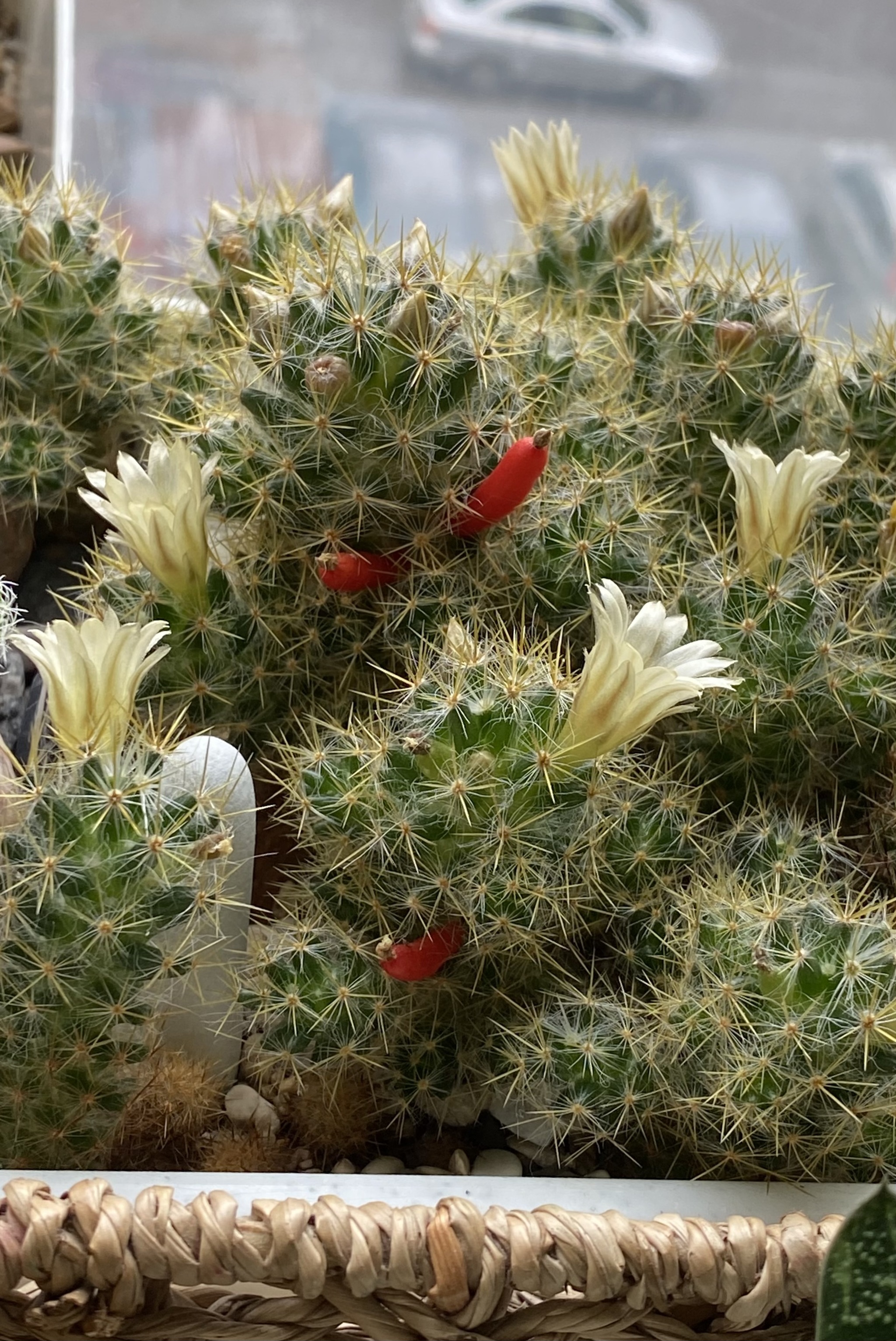 Prickly beauties - Blooming cacti, Cactus, Plants, Bloom, Flowers, Houseplants, Longpost