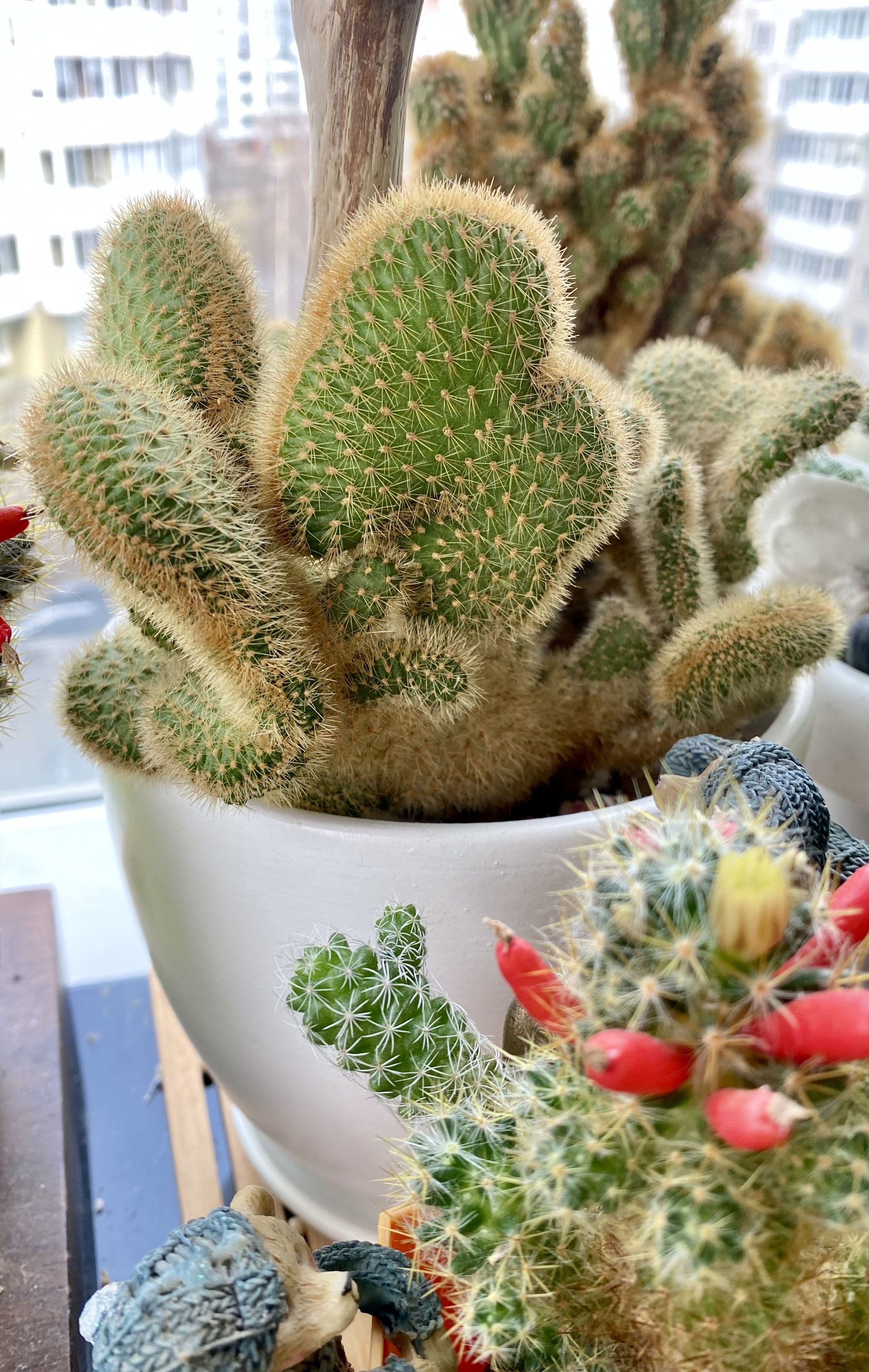 Prickly beauties - Blooming cacti, Cactus, Plants, Bloom, Flowers, Houseplants, Longpost