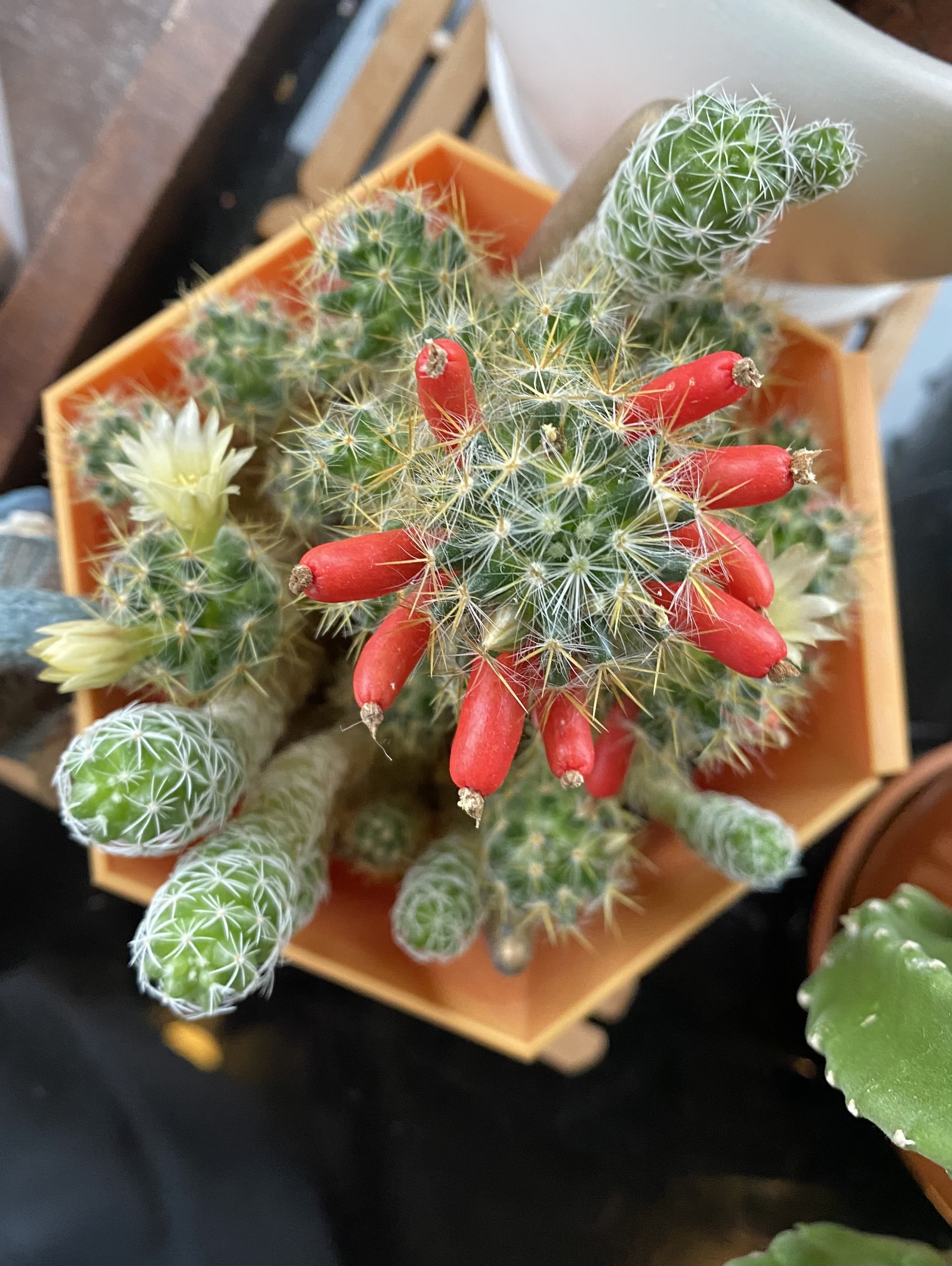 Prickly beauties - Blooming cacti, Cactus, Plants, Bloom, Flowers, Houseplants, Longpost