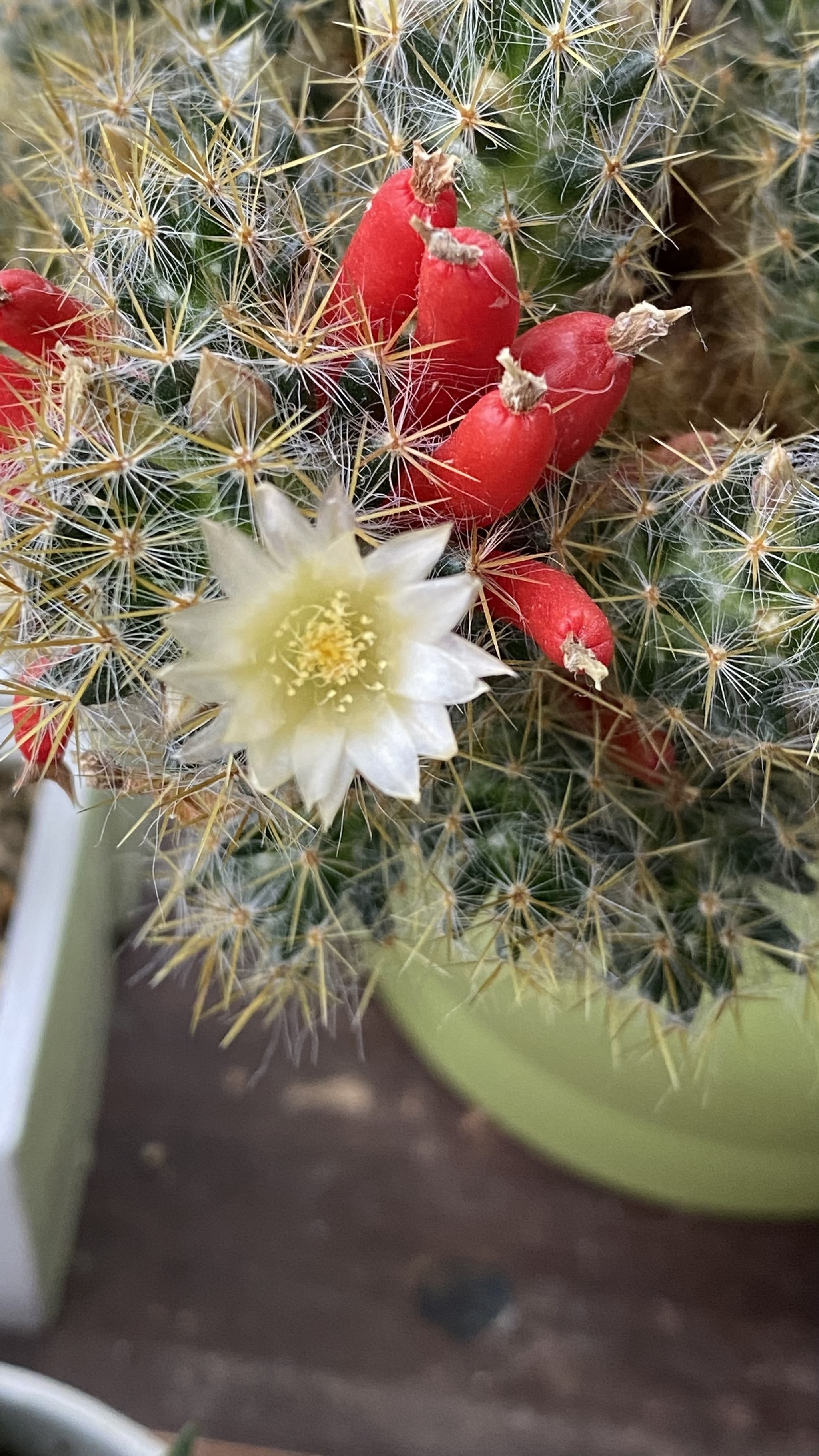 Prickly beauties - Blooming cacti, Cactus, Plants, Bloom, Flowers, Houseplants, Longpost