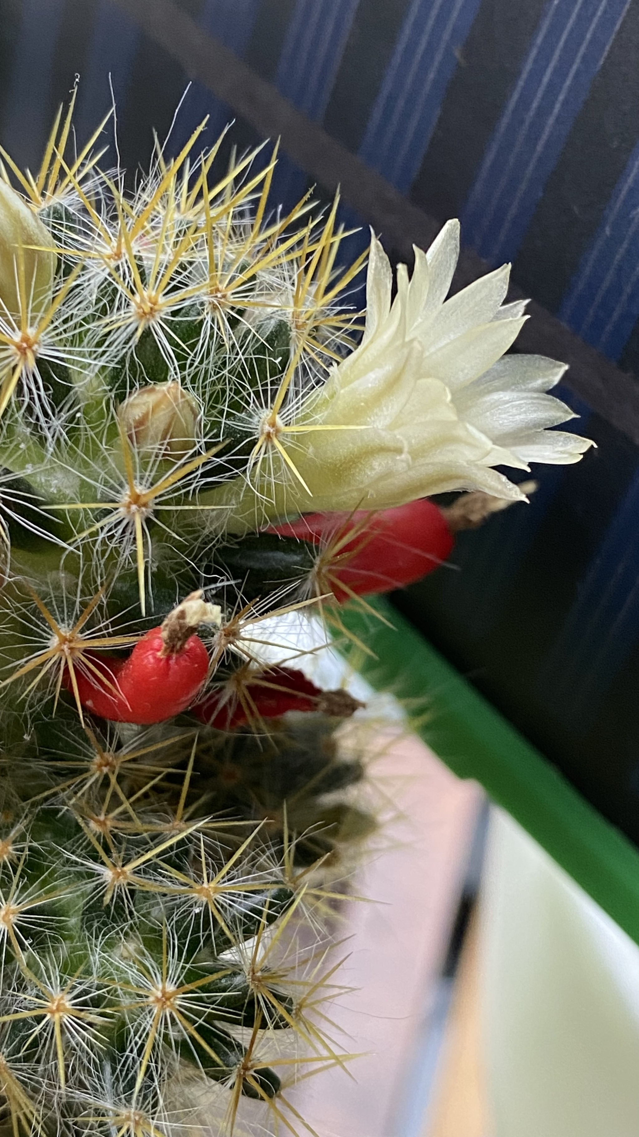 Prickly beauties - Blooming cacti, Cactus, Plants, Bloom, Flowers, Houseplants, Longpost