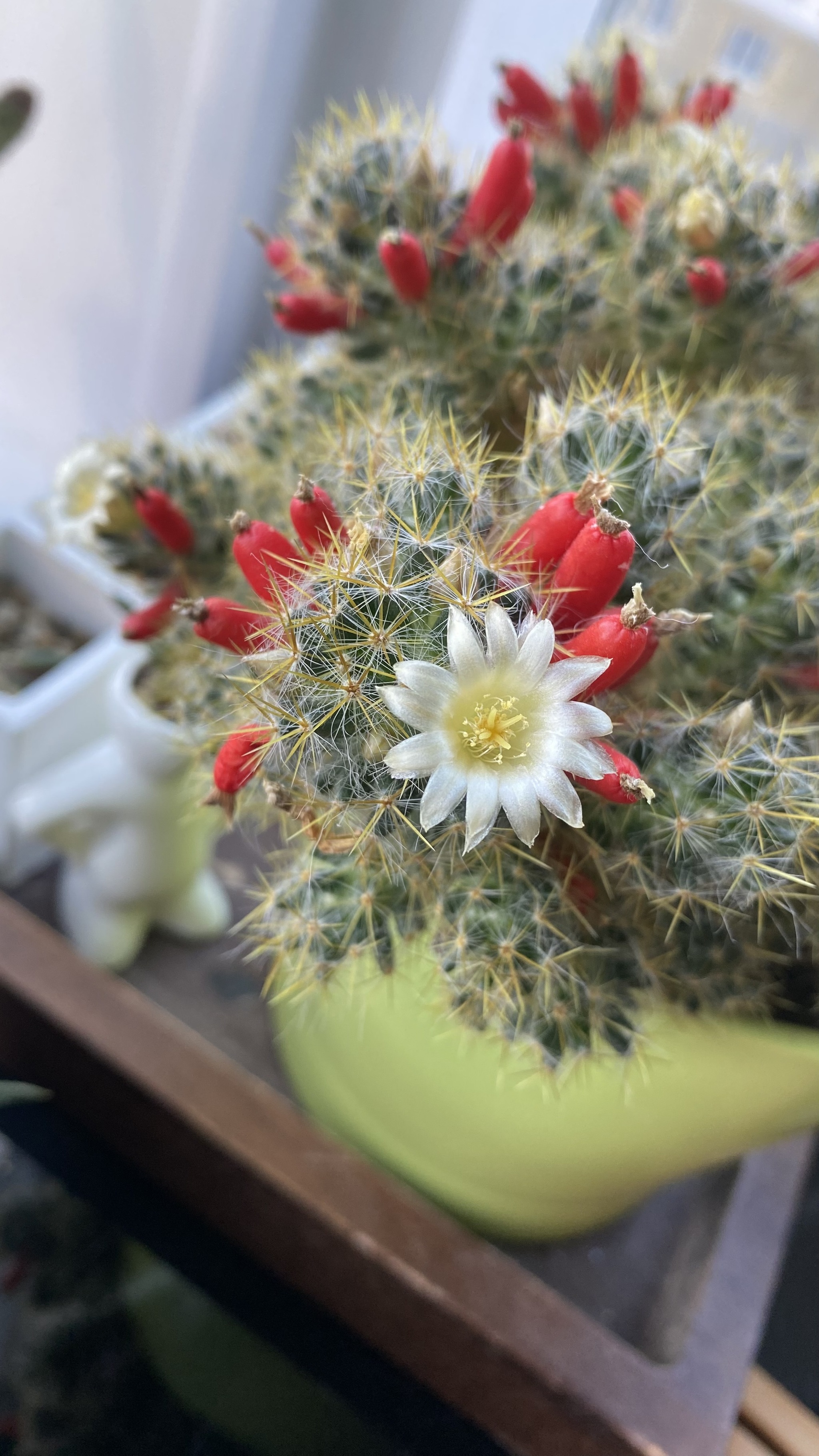 Prickly beauties - Blooming cacti, Cactus, Plants, Bloom, Flowers, Houseplants, Longpost