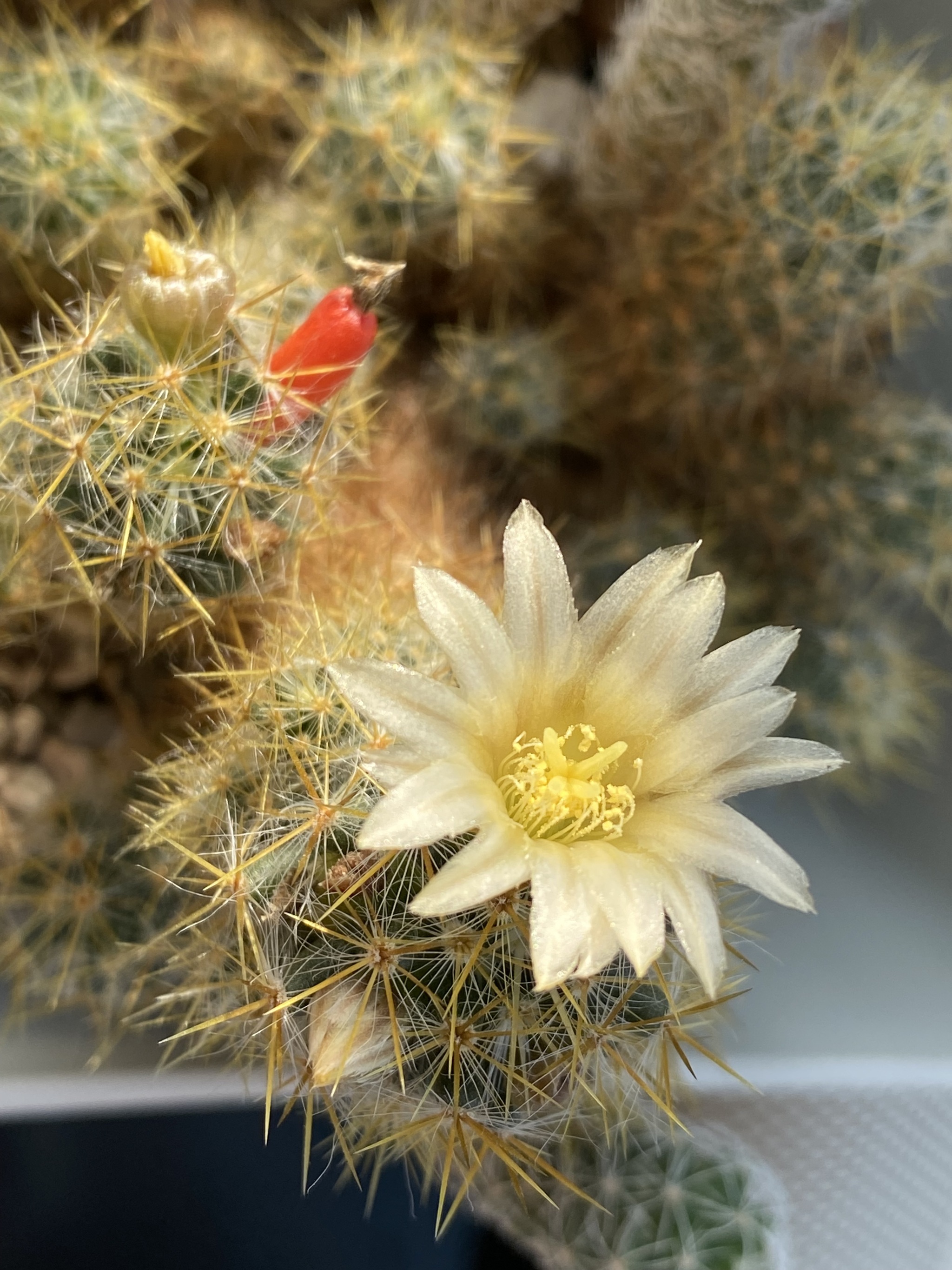 Prickly beauties - Blooming cacti, Cactus, Plants, Bloom, Flowers, Houseplants, Longpost