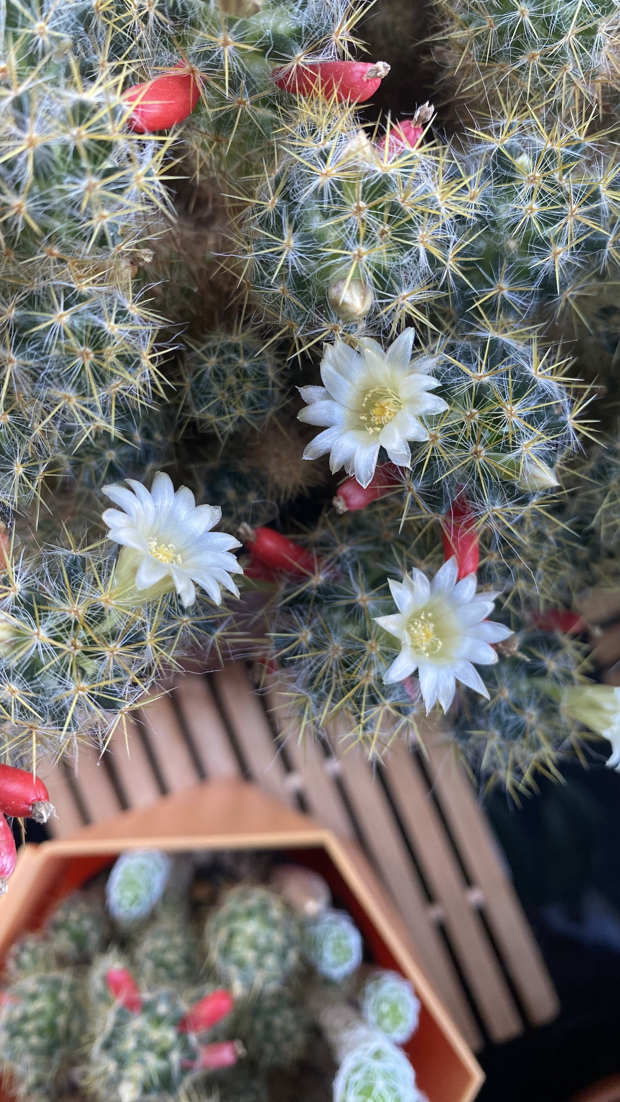 Prickly beauties - Blooming cacti, Cactus, Plants, Bloom, Flowers, Houseplants, Longpost