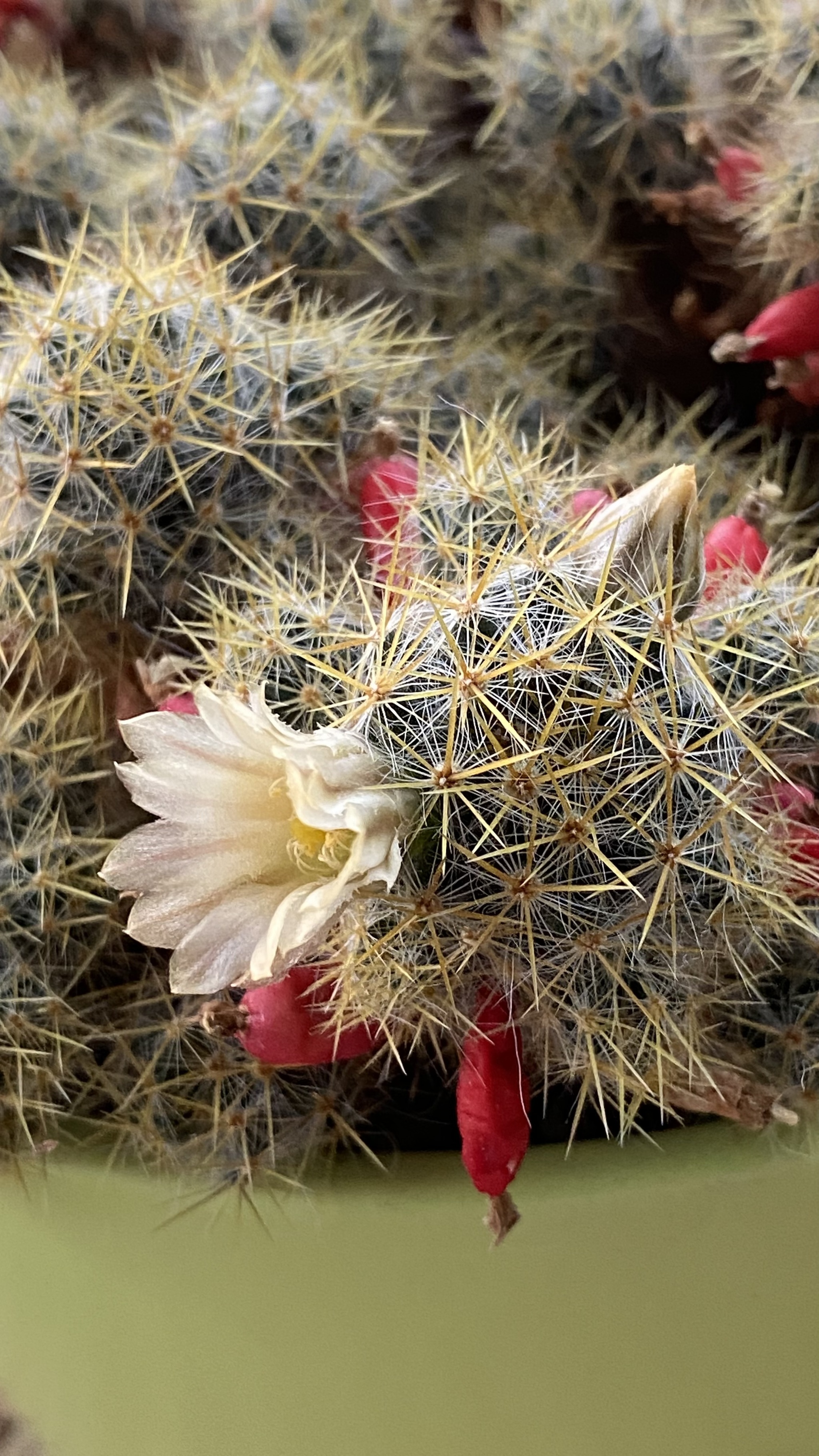 Prickly beauties - Blooming cacti, Cactus, Plants, Bloom, Flowers, Houseplants, Longpost