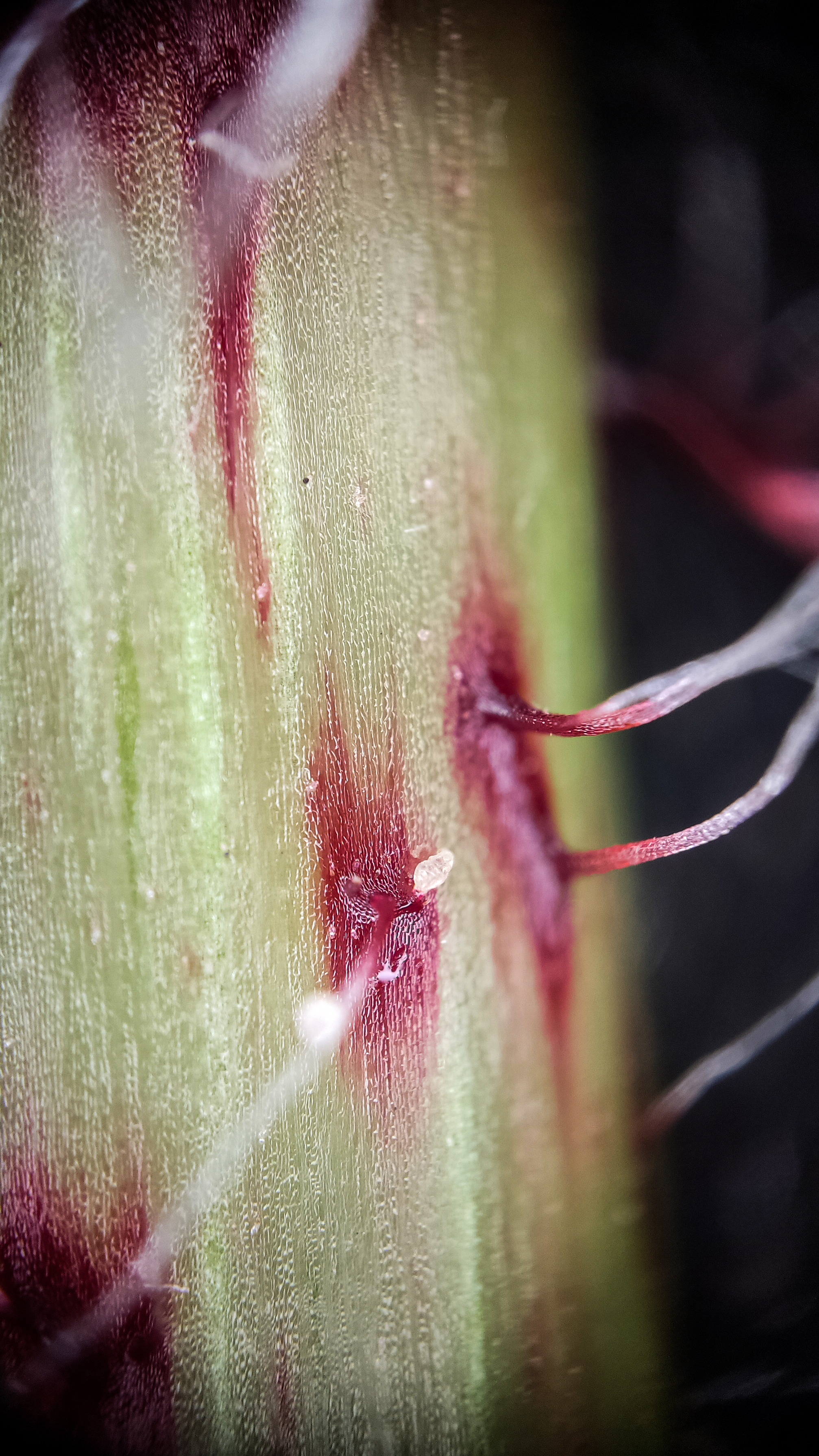 Photo project Let's take a closer look post No. 77. Begonia No. 1 - My, Bloom, Macro photography, Nature, Garden, Gardening, Houseplants, The photo, Plants, Longpost