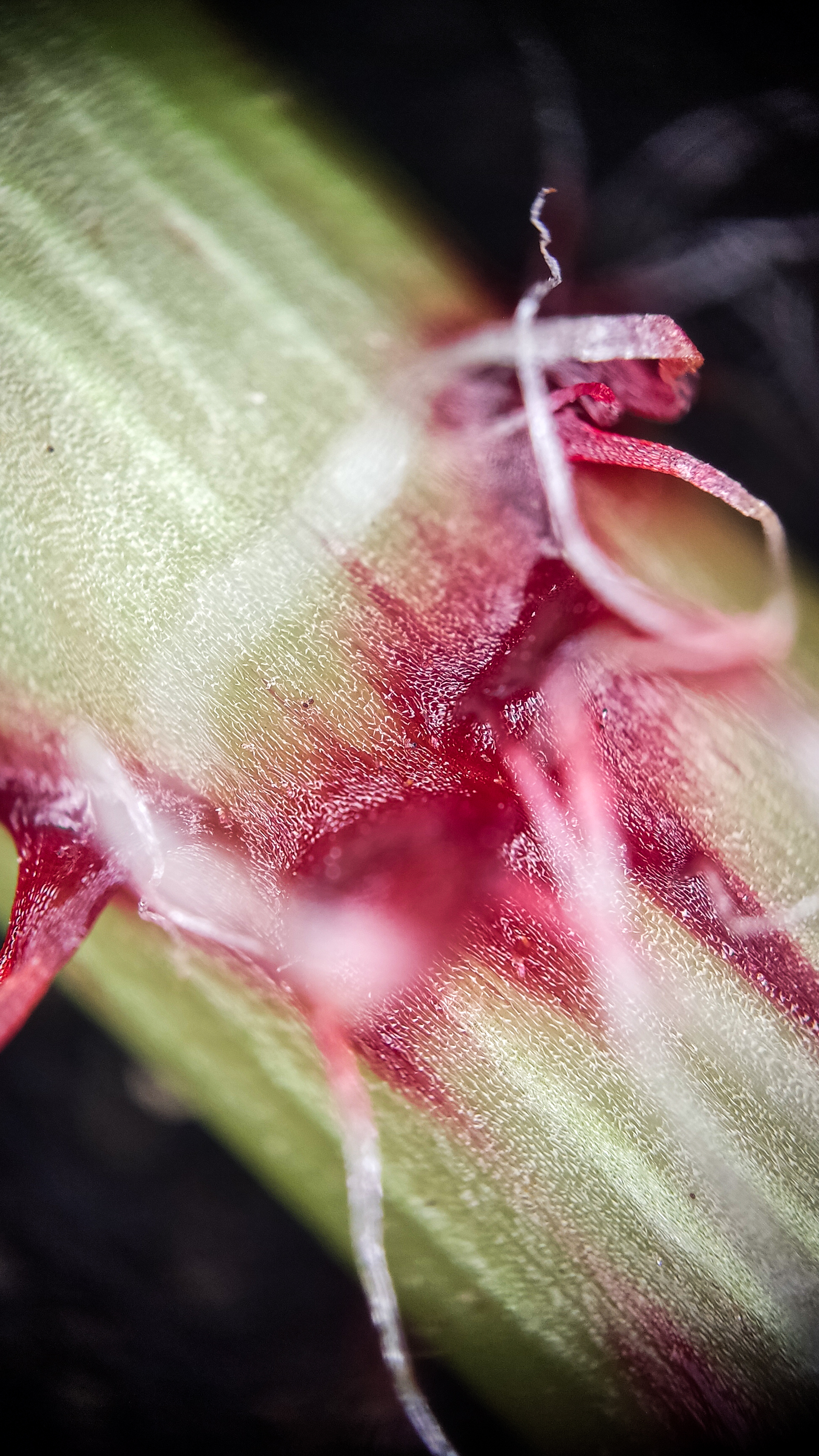 Photo project Let's take a closer look post No. 77. Begonia No. 1 - My, Bloom, Macro photography, Nature, Garden, Gardening, Houseplants, The photo, Plants, Longpost