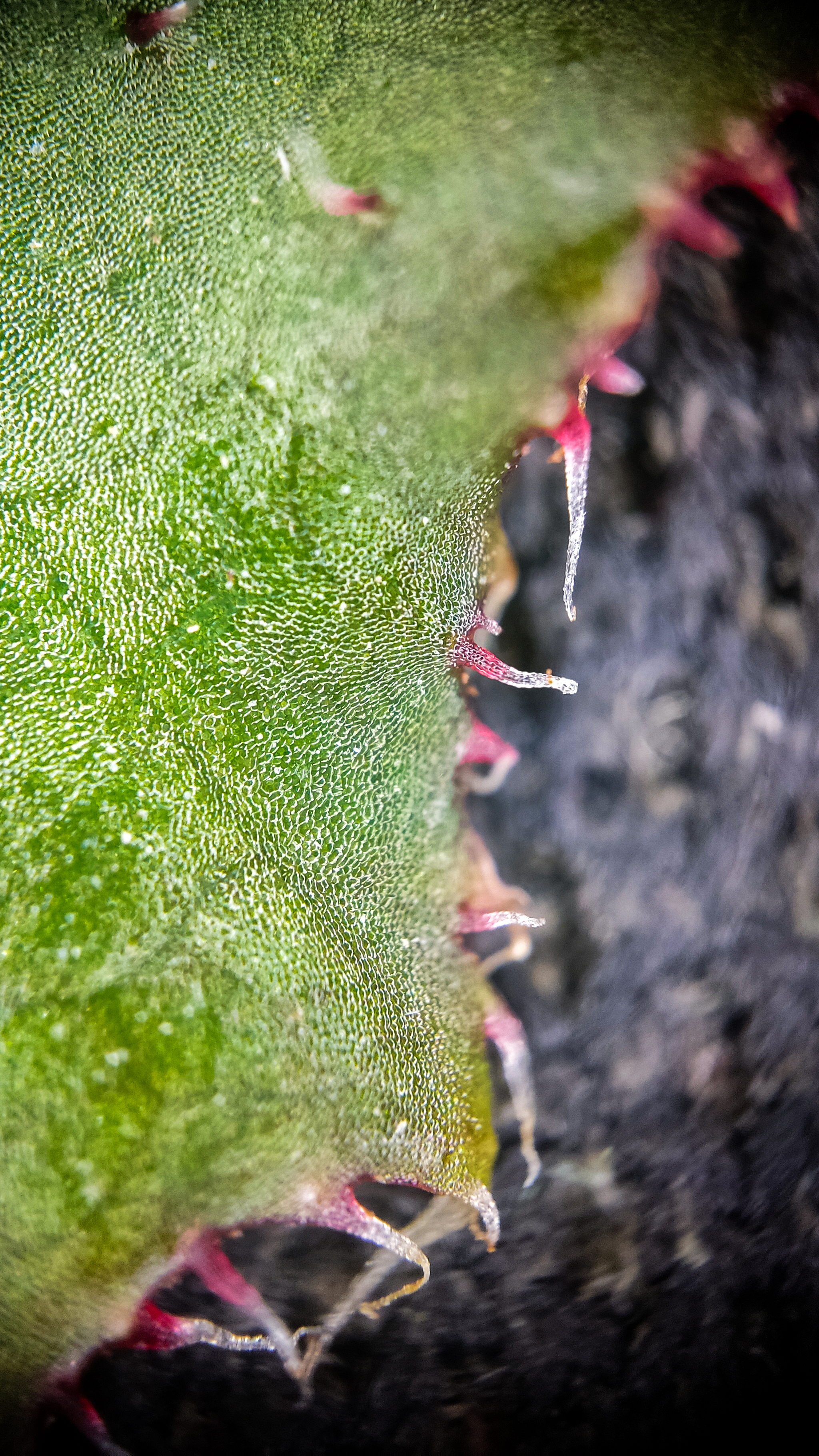 Photo project Let's take a closer look post No. 77. Begonia No. 1 - My, Bloom, Macro photography, Nature, Garden, Gardening, Houseplants, The photo, Plants, Longpost