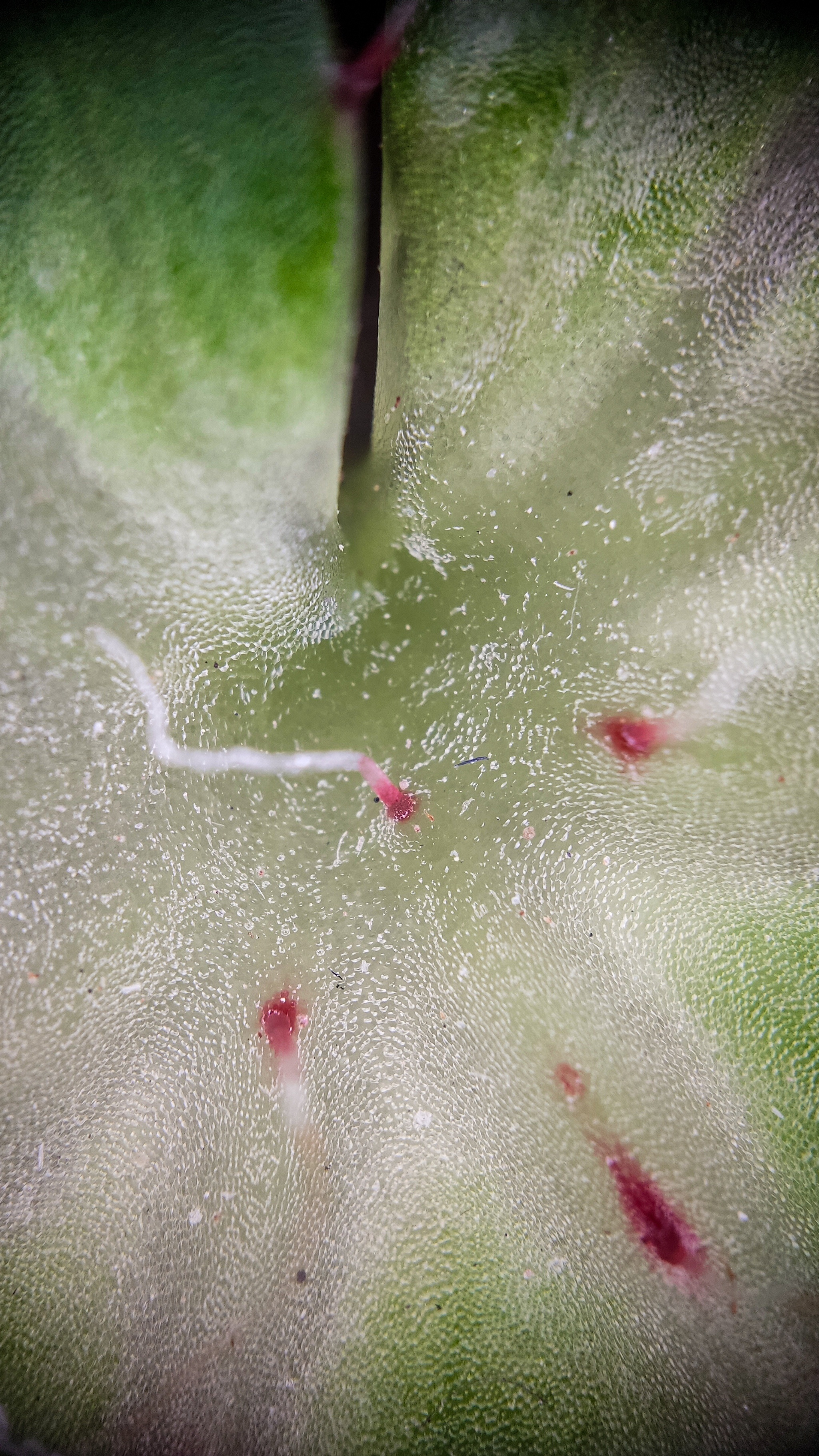 Photo project Let's take a closer look post No. 77. Begonia No. 1 - My, Bloom, Macro photography, Nature, Garden, Gardening, Houseplants, The photo, Plants, Longpost