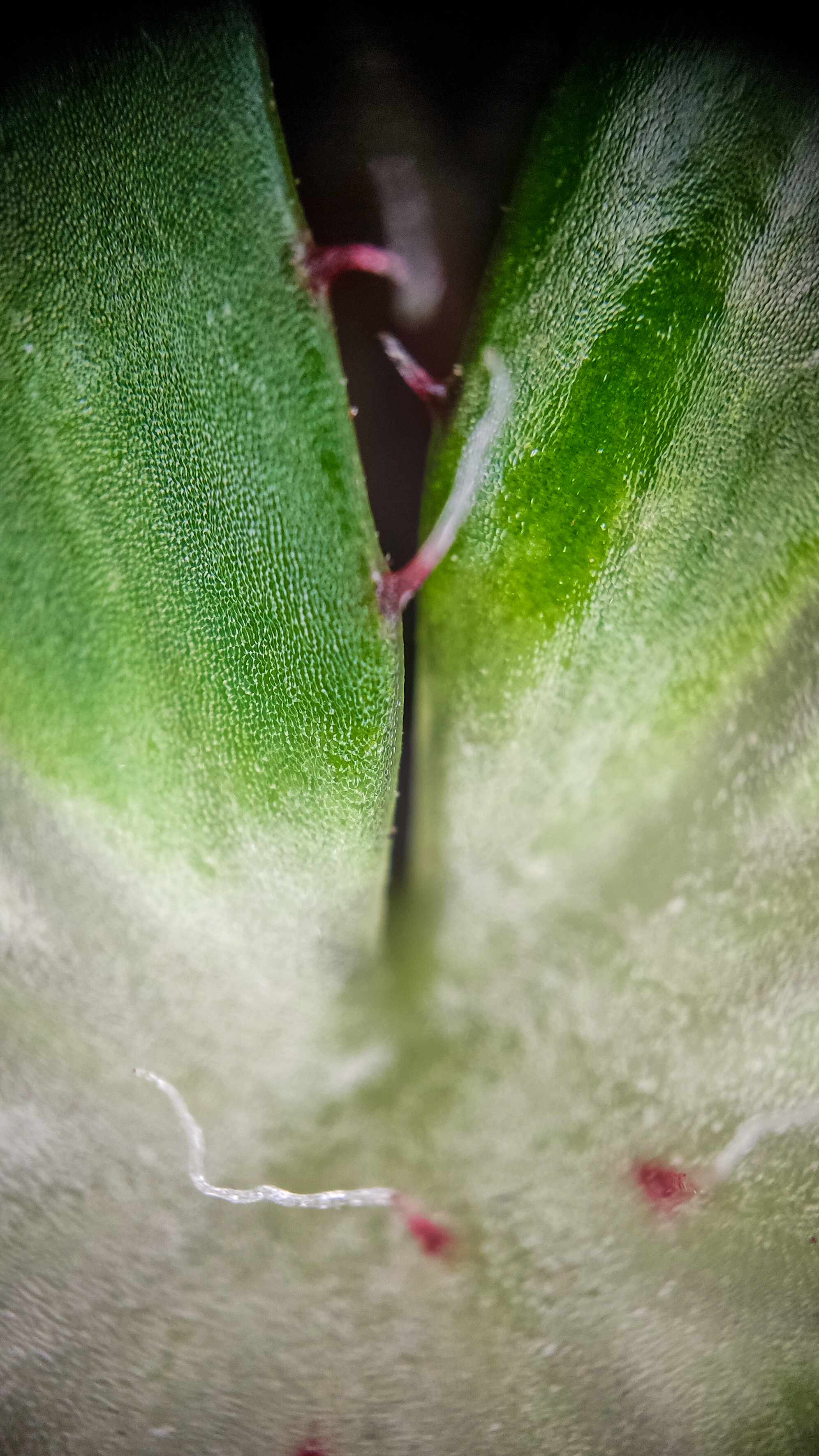 Photo project Let's take a closer look post No. 77. Begonia No. 1 - My, Bloom, Macro photography, Nature, Garden, Gardening, Houseplants, The photo, Plants, Longpost