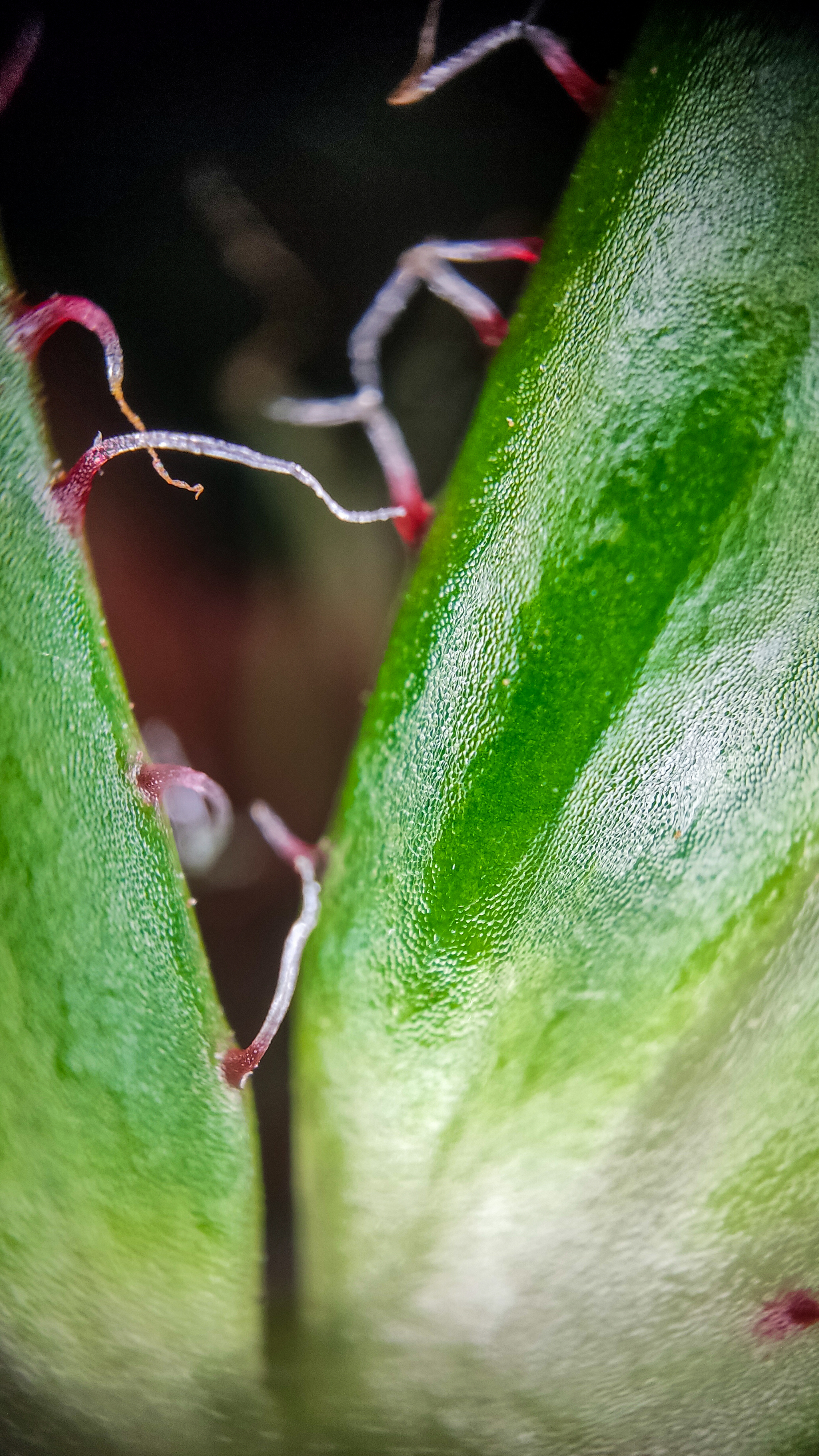 Photo project Let's take a closer look post No. 77. Begonia No. 1 - My, Bloom, Macro photography, Nature, Garden, Gardening, Houseplants, The photo, Plants, Longpost