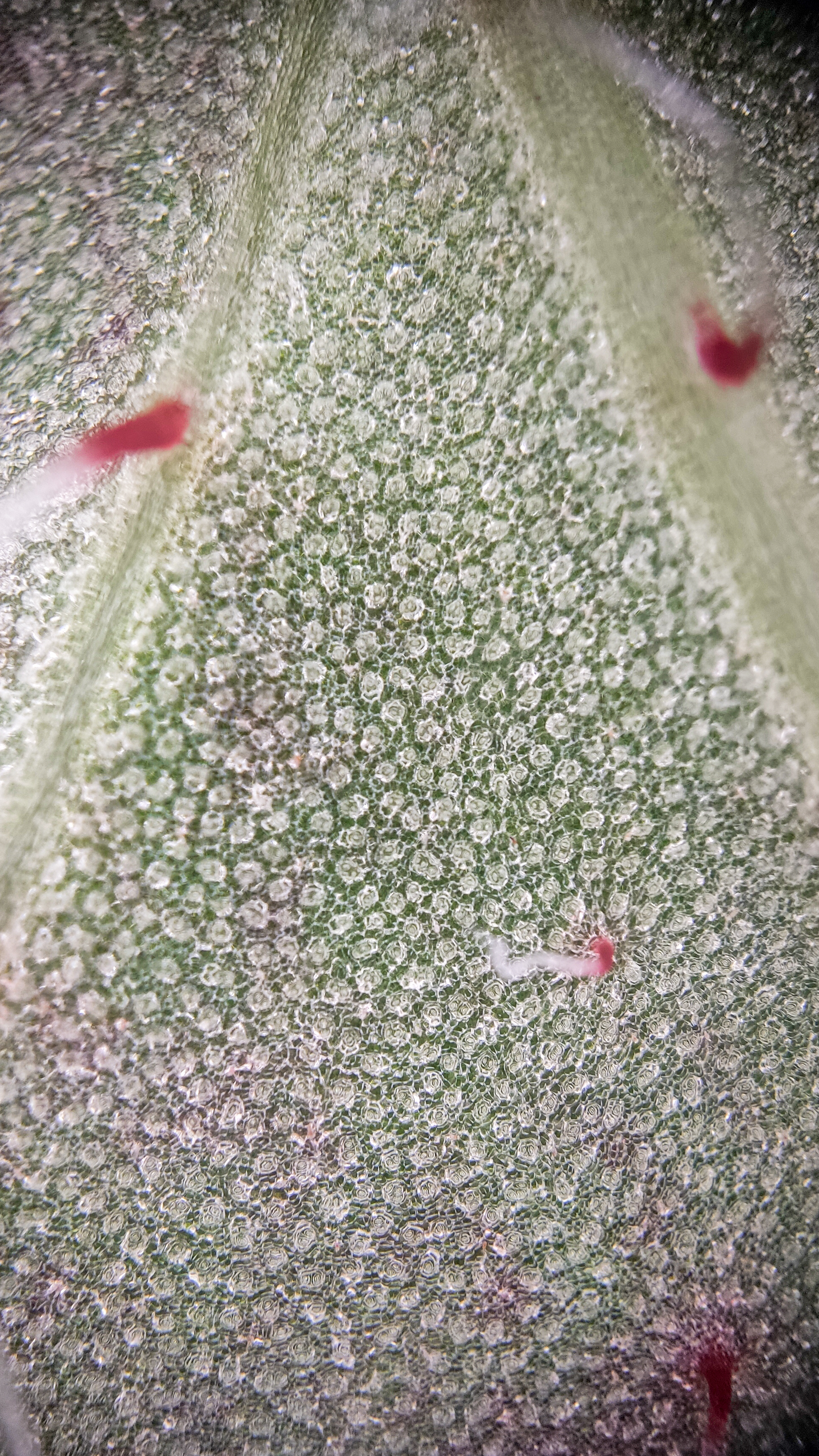 Photo project Let's take a closer look post No. 77. Begonia No. 1 - My, Bloom, Macro photography, Nature, Garden, Gardening, Houseplants, The photo, Plants, Longpost