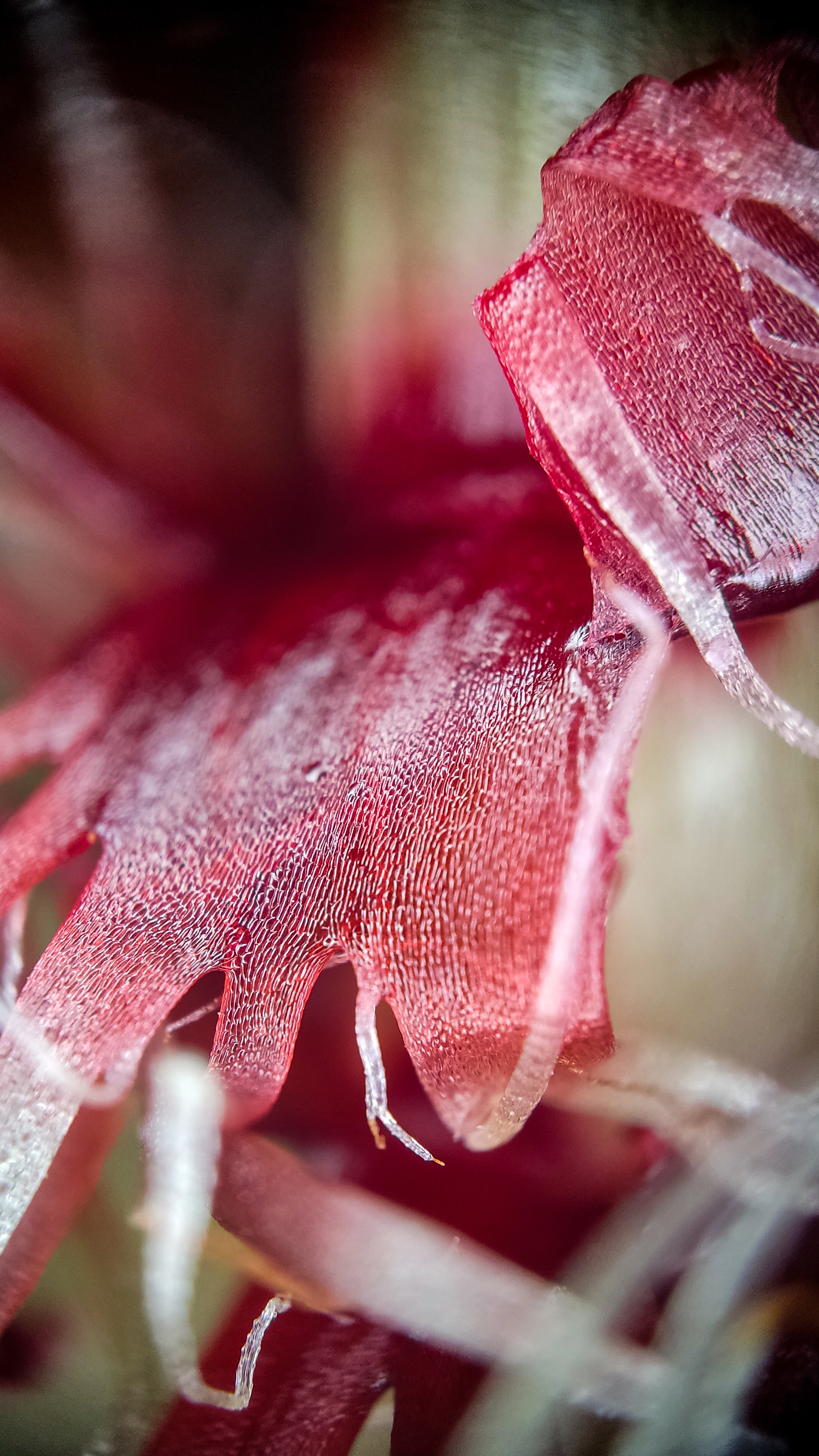 Photo project Let's take a closer look post No. 77. Begonia No. 1 - My, Bloom, Macro photography, Nature, Garden, Gardening, Houseplants, The photo, Plants, Longpost