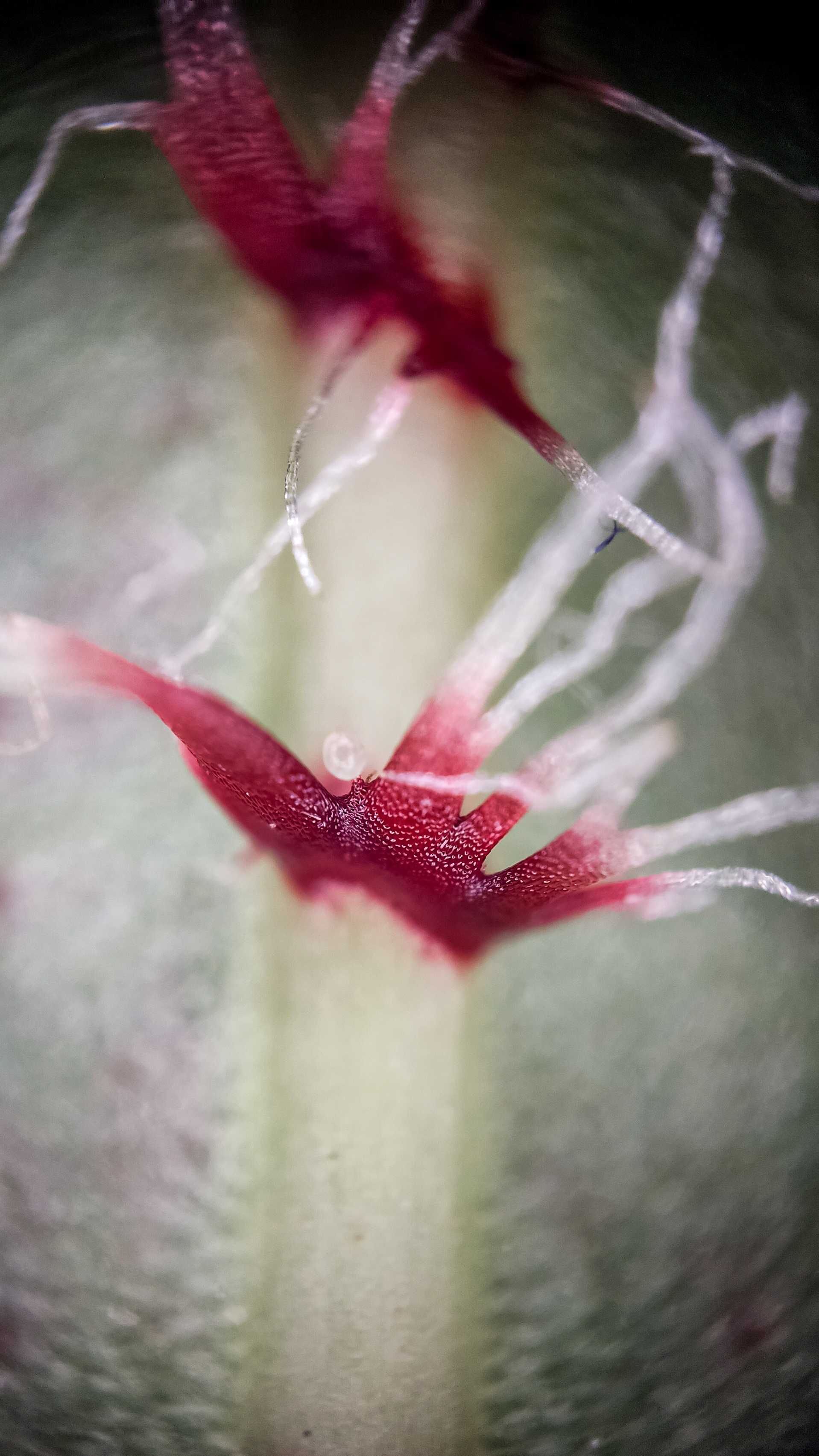 Photo project Let's take a closer look post No. 77. Begonia No. 1 - My, Bloom, Macro photography, Nature, Garden, Gardening, Houseplants, The photo, Plants, Longpost