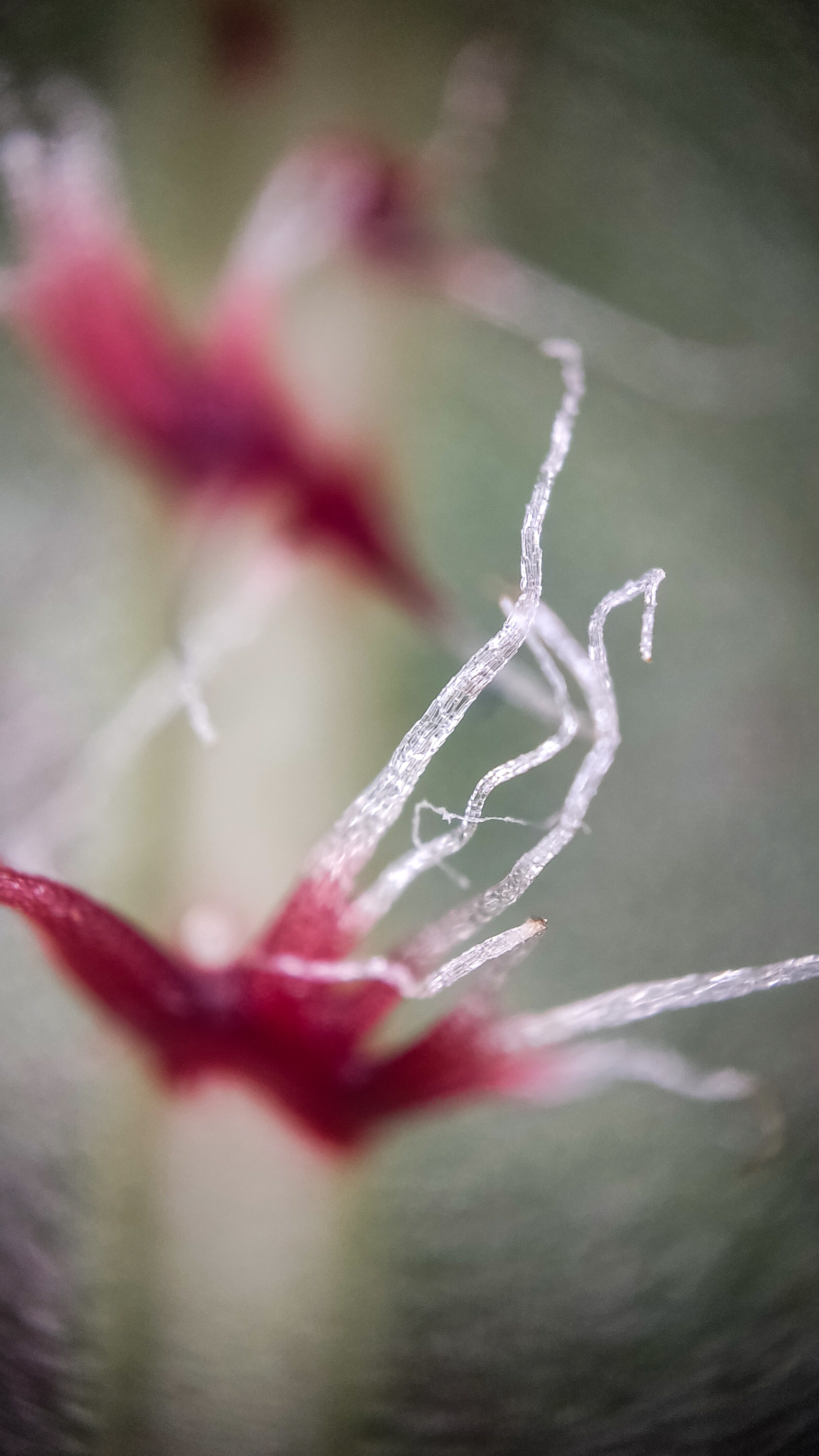 Photo project Let's take a closer look post No. 77. Begonia No. 1 - My, Bloom, Macro photography, Nature, Garden, Gardening, Houseplants, The photo, Plants, Longpost