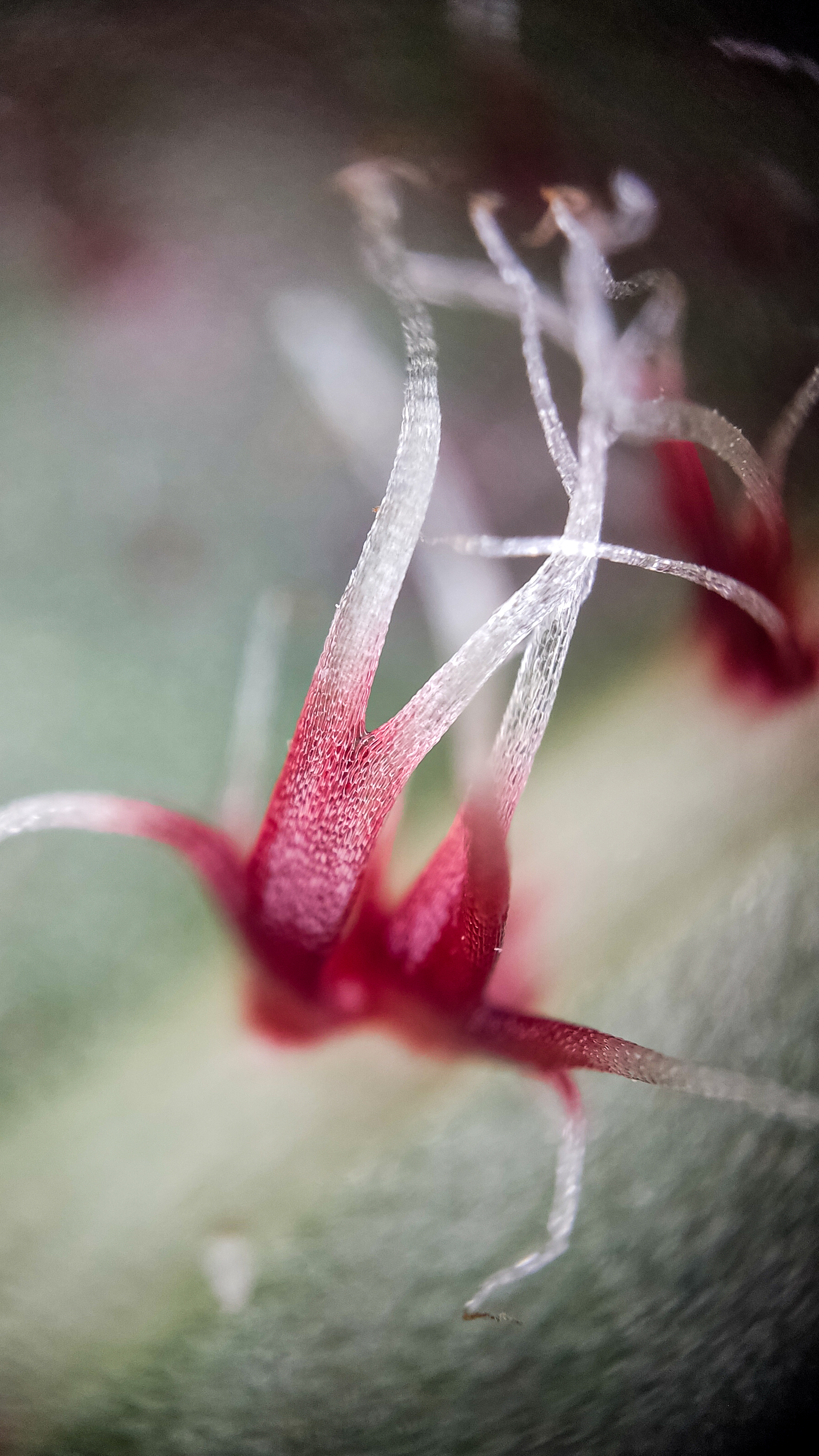 Photo project Let's take a closer look post No. 77. Begonia No. 1 - My, Bloom, Macro photography, Nature, Garden, Gardening, Houseplants, The photo, Plants, Longpost