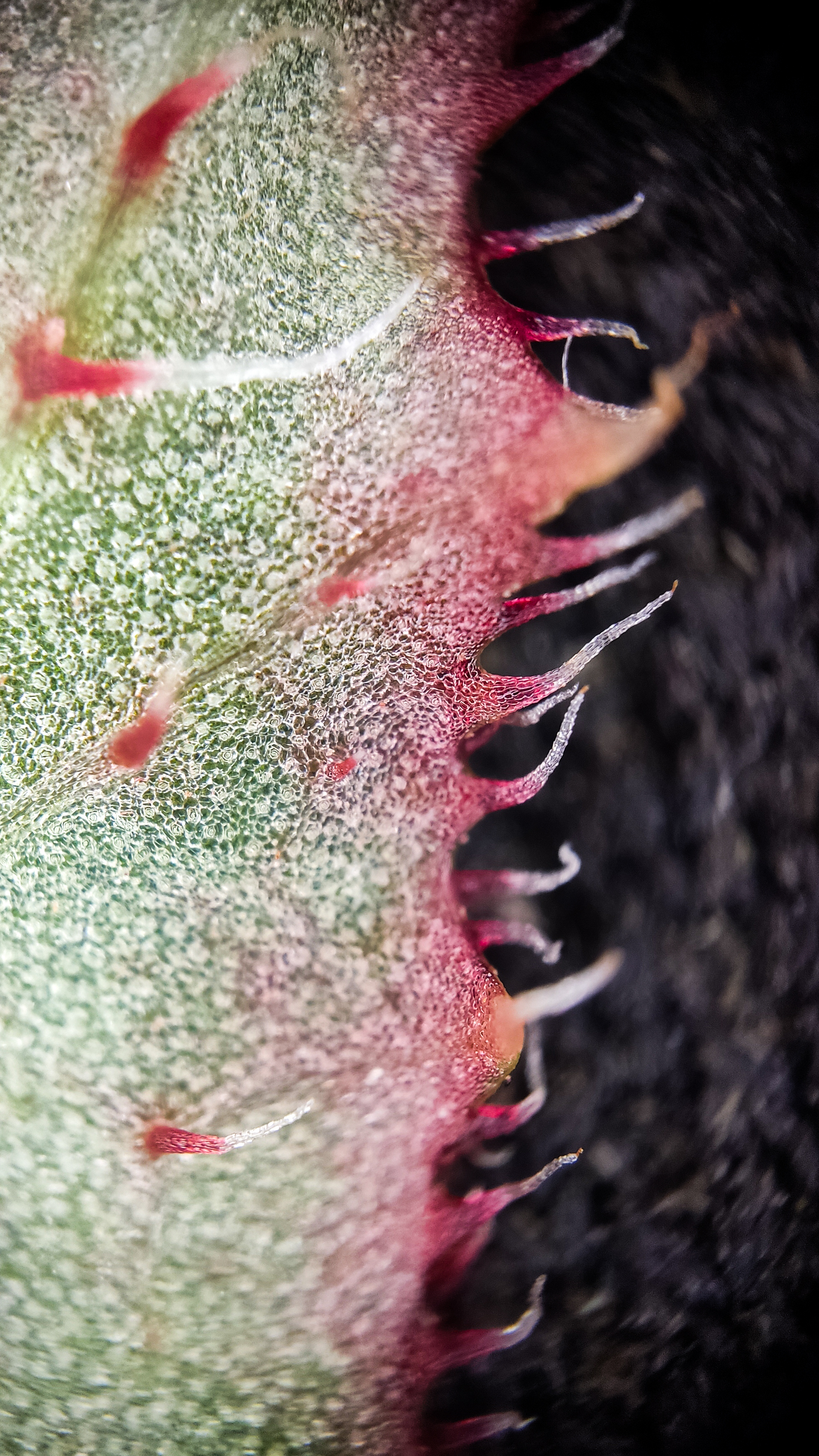 Photo project Let's take a closer look post No. 77. Begonia No. 1 - My, Bloom, Macro photography, Nature, Garden, Gardening, Houseplants, The photo, Plants, Longpost