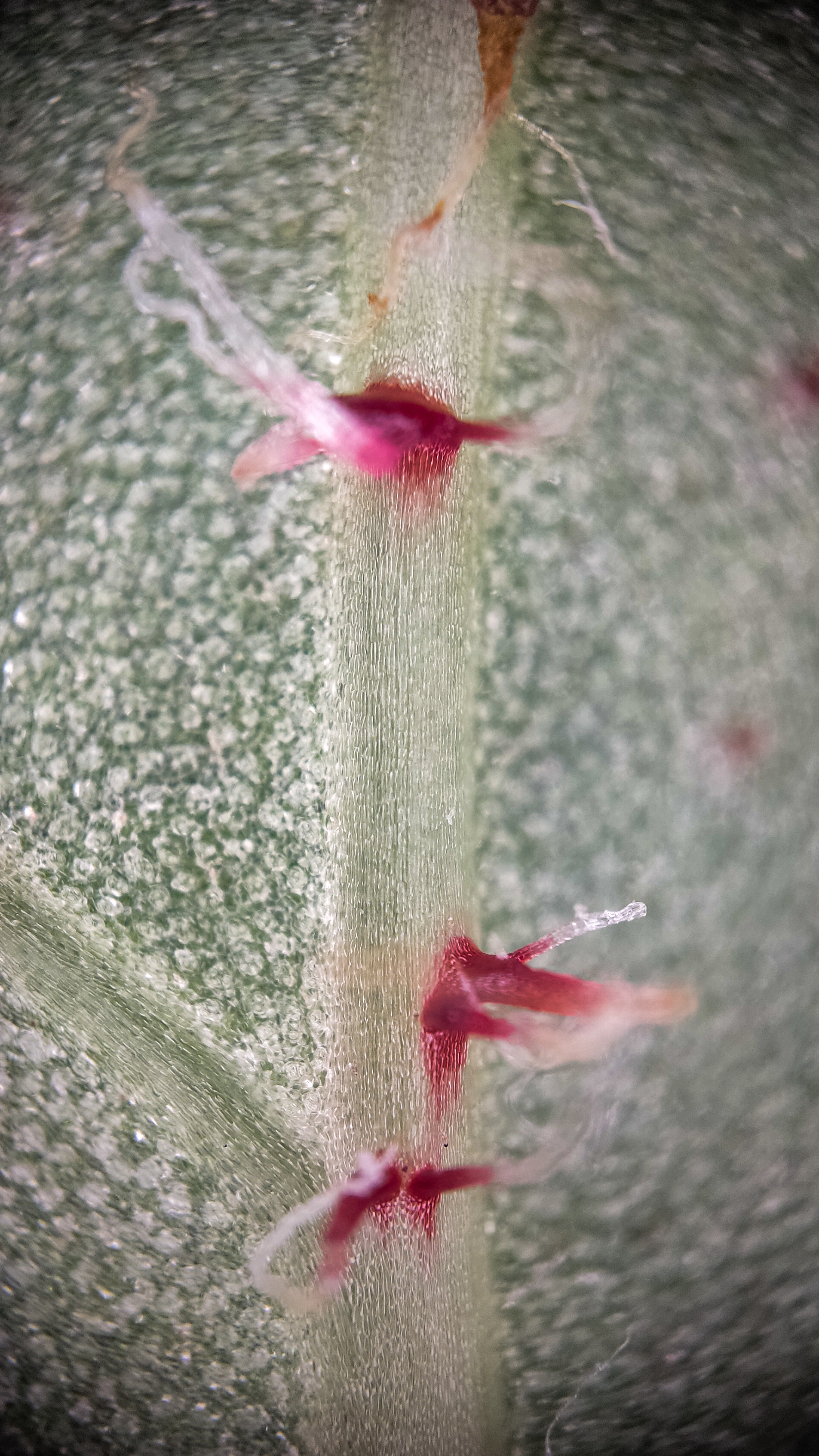 Photo project Let's take a closer look post No. 77. Begonia No. 1 - My, Bloom, Macro photography, Nature, Garden, Gardening, Houseplants, The photo, Plants, Longpost