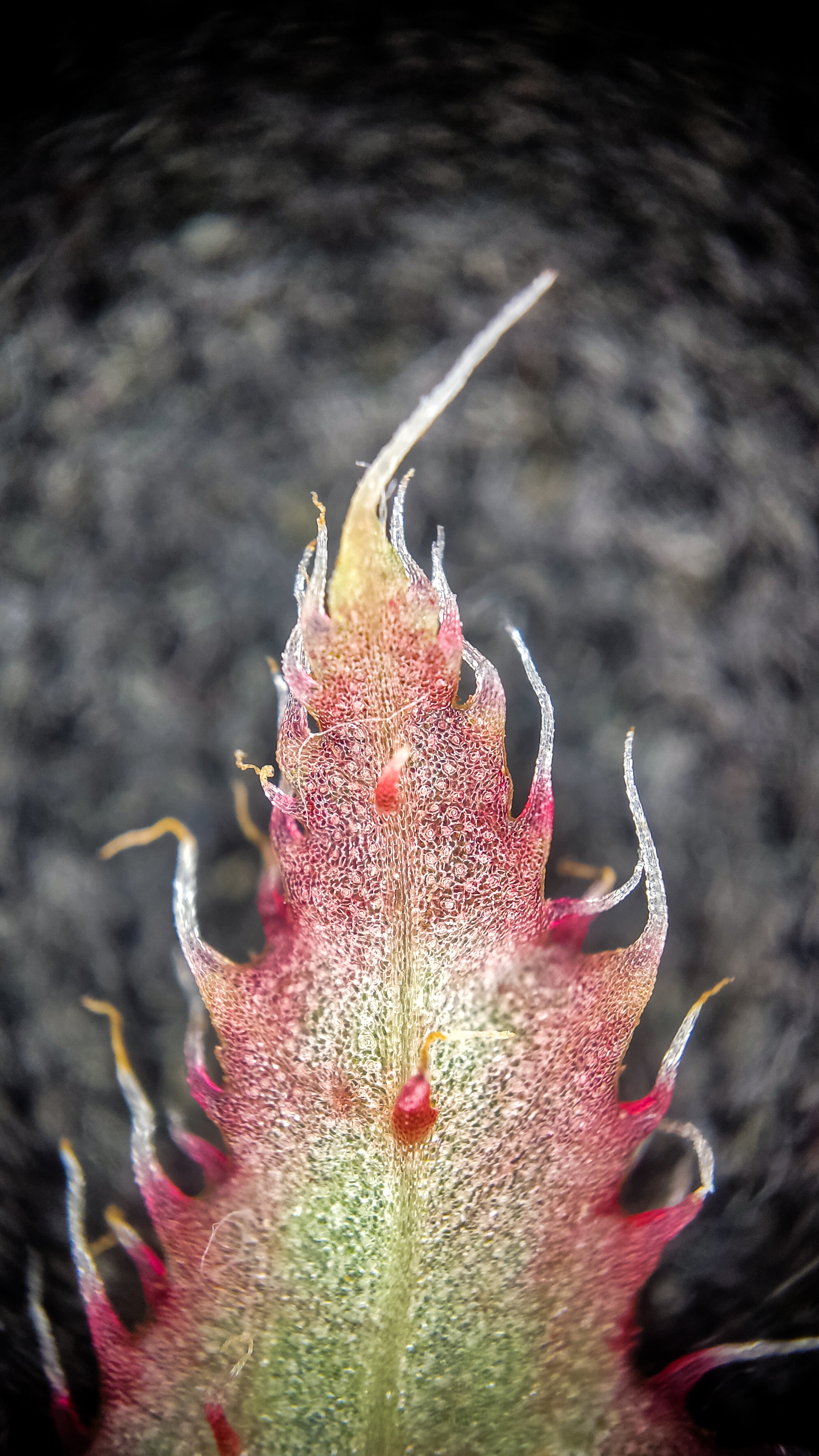 Photo project Let's take a closer look post No. 77. Begonia No. 1 - My, Bloom, Macro photography, Nature, Garden, Gardening, Houseplants, The photo, Plants, Longpost