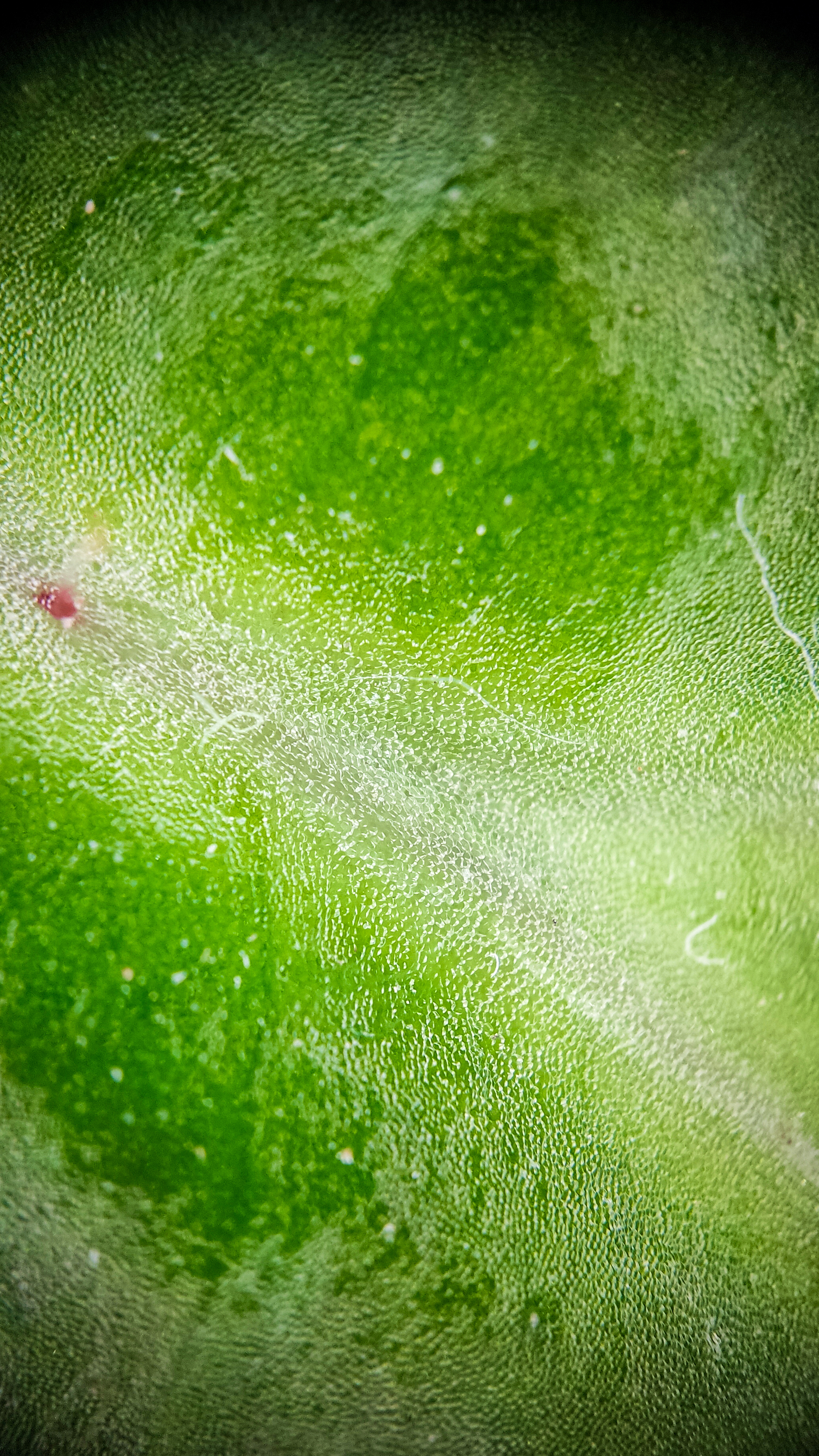 Photo project Let's take a closer look post No. 77. Begonia No. 1 - My, Bloom, Macro photography, Nature, Garden, Gardening, Houseplants, The photo, Plants, Longpost