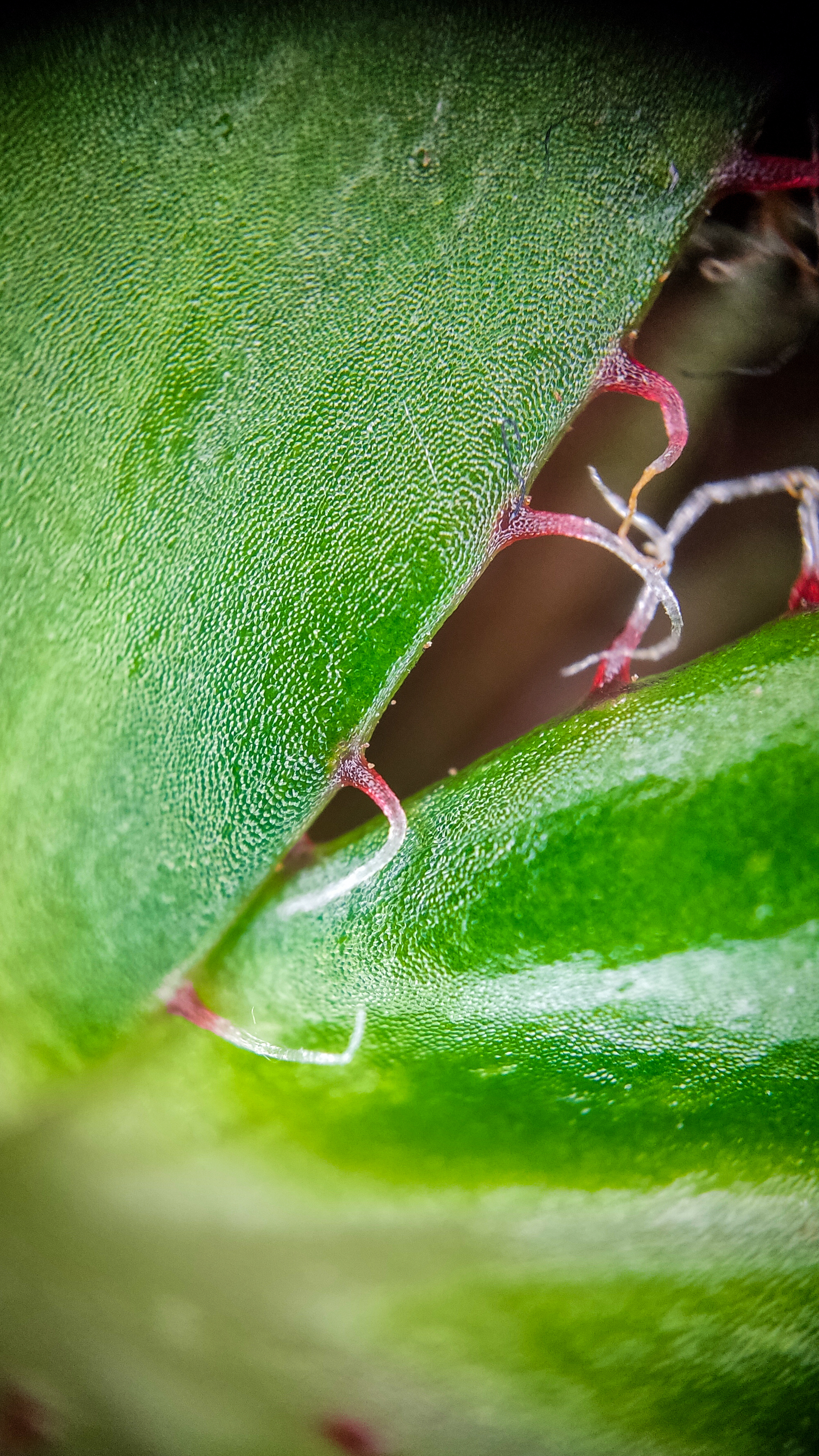 Photo project Let's take a closer look post No. 77. Begonia No. 1 - My, Bloom, Macro photography, Nature, Garden, Gardening, Houseplants, The photo, Plants, Longpost