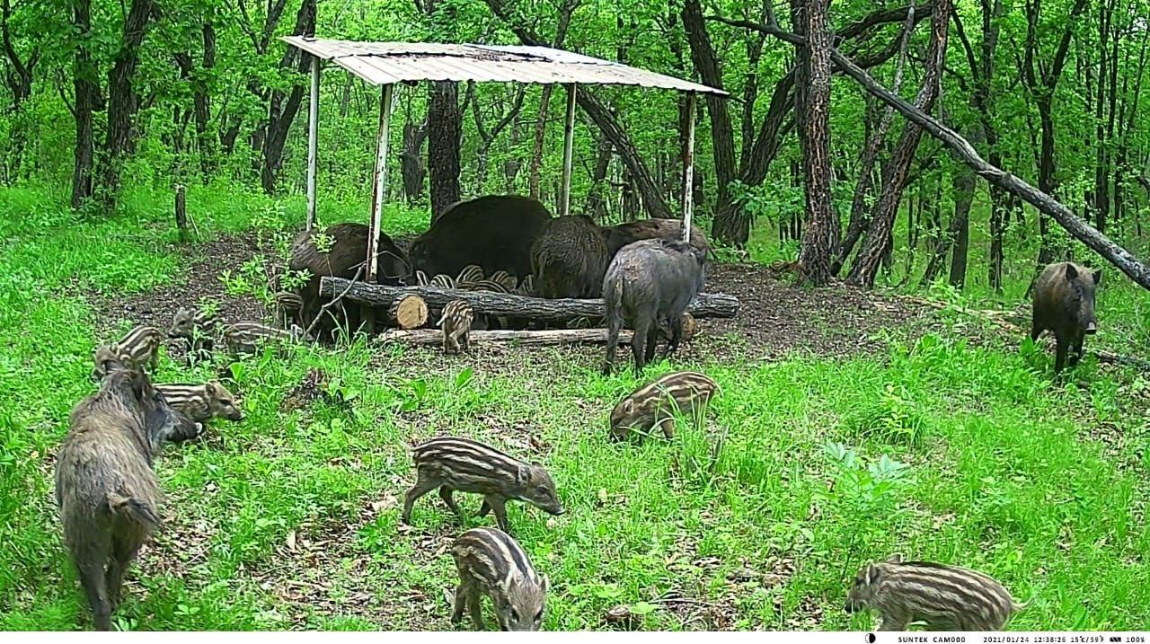 Charming boar family having dinner - Boar, Young, Amur region, Wild animals, Milota, The photo, Artiodactyls, Ungulates, Telegram (link)