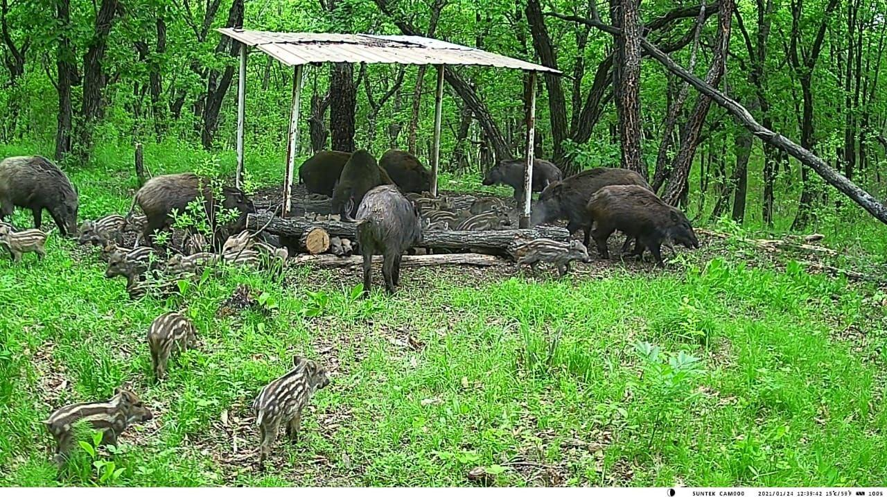 Charming boar family having dinner - Boar, Young, Amur region, Wild animals, Milota, The photo, Artiodactyls, Ungulates, Telegram (link)