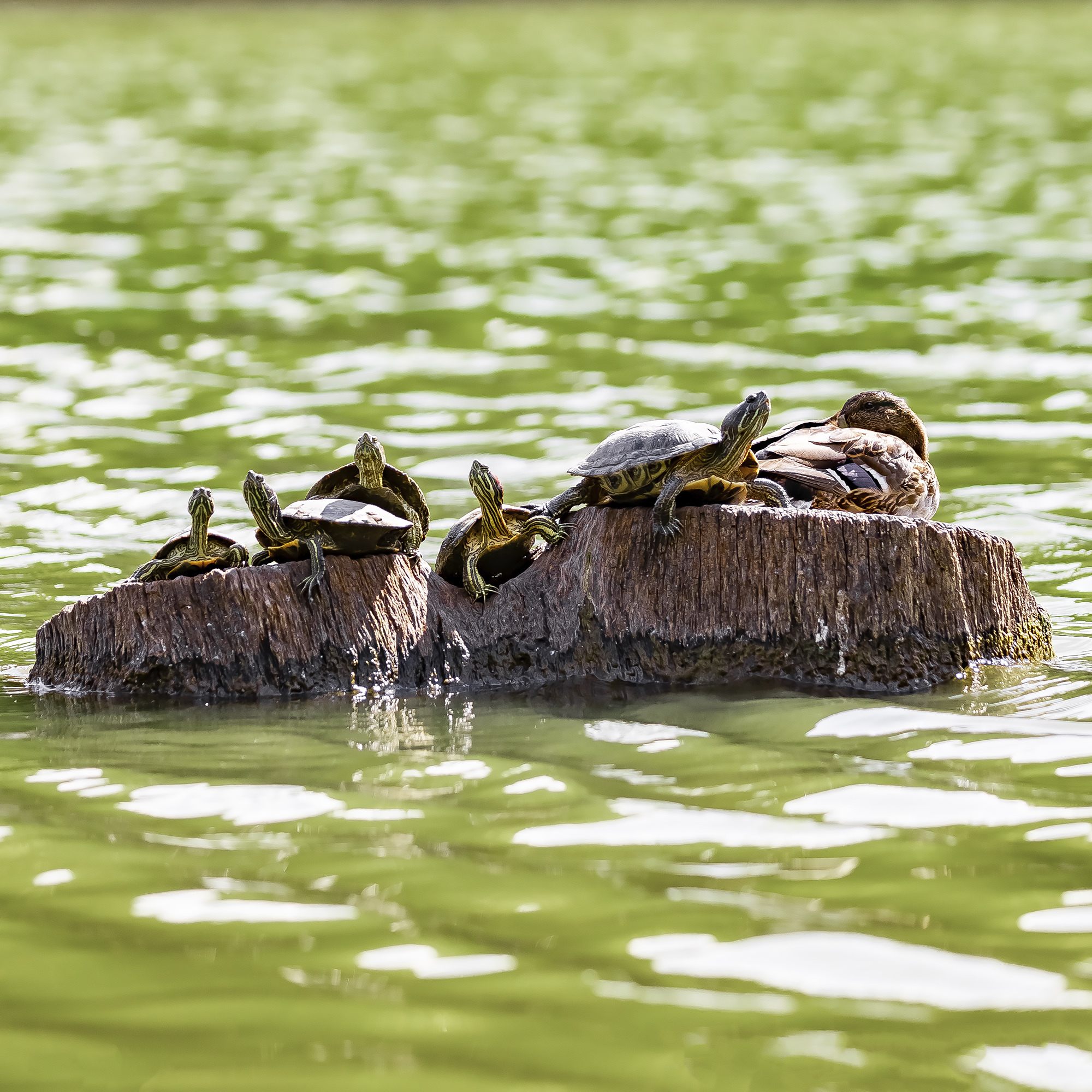 Turtles and duck - My, The photo, Turtle, Pond