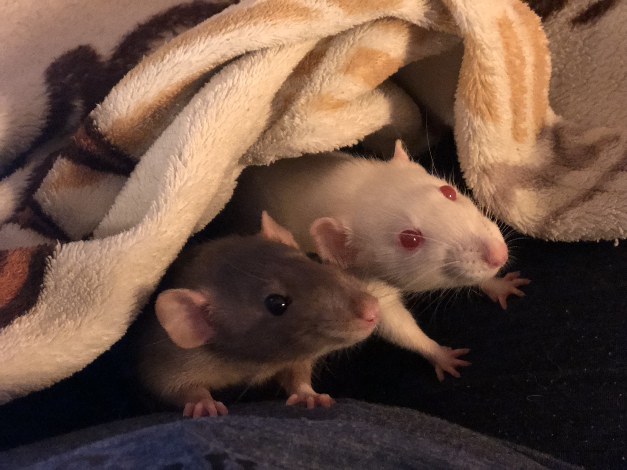 Krysulya - My, Decorative rats, Rat, Pets, The photo