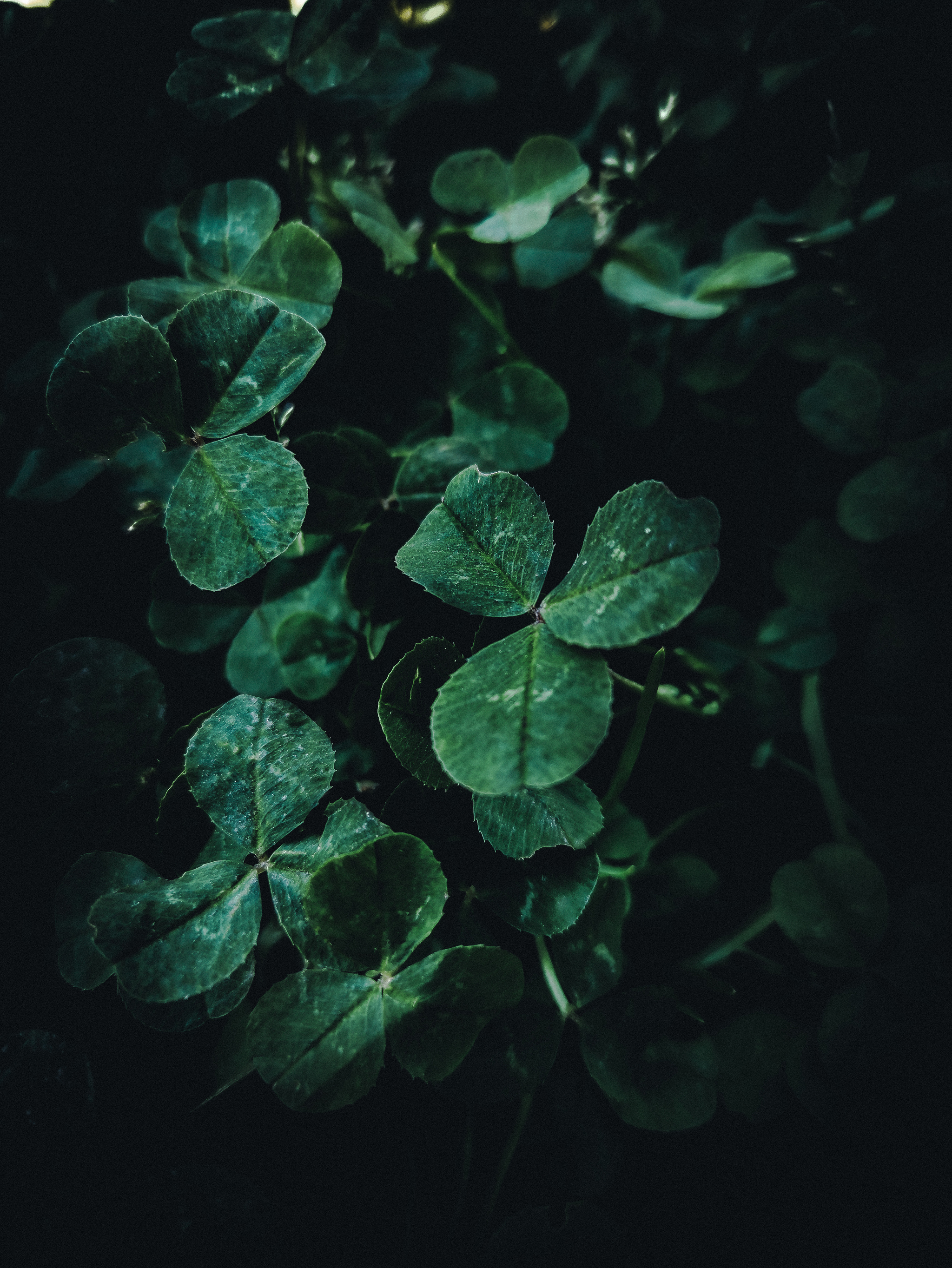 Clover - My, Clover, The photo