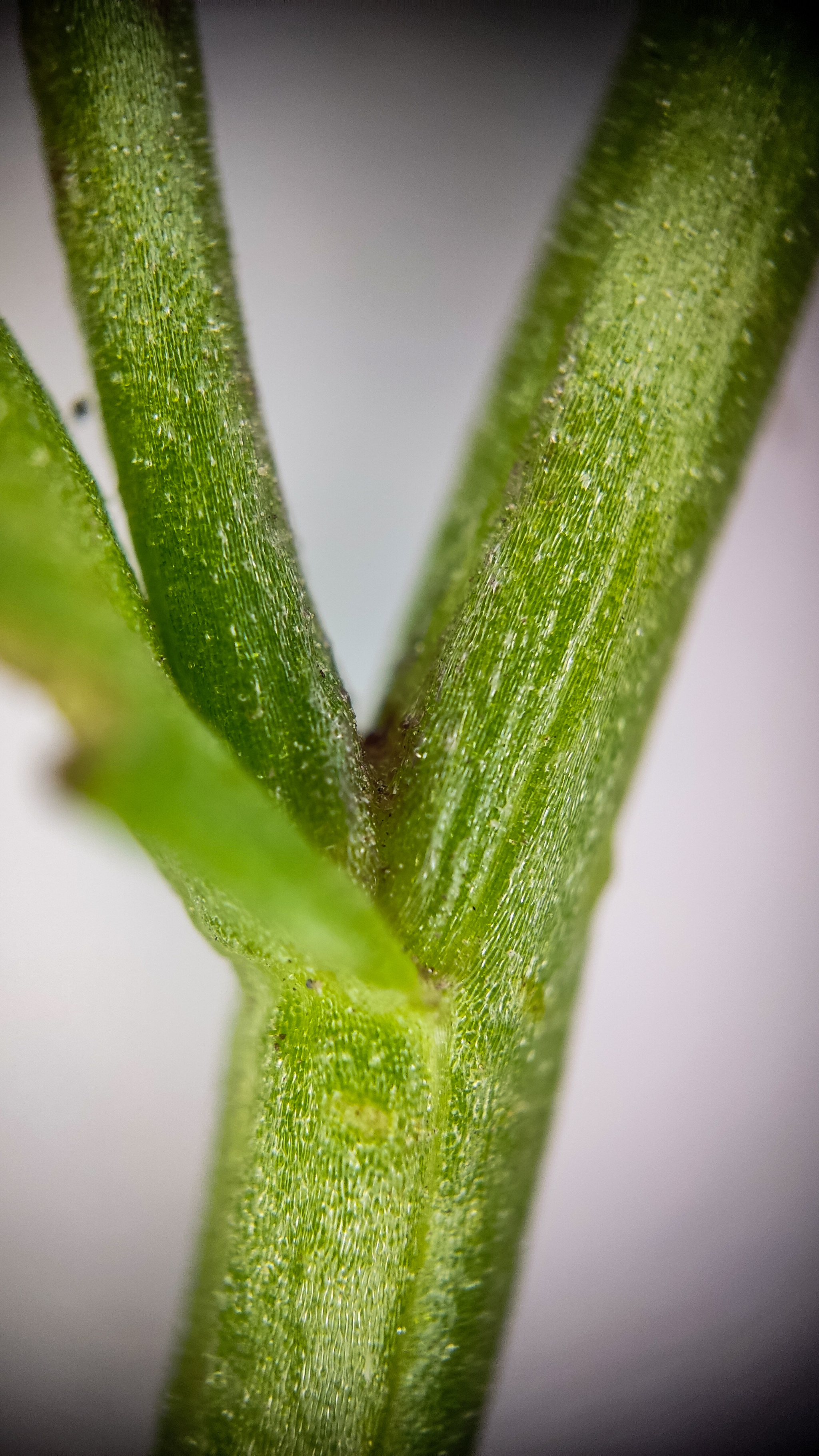 Photo project Let's take a closer look post No. 78. Aster Tatarian - My, Bloom, Macro photography, Nature, Beautiful view, The photo, Steppe, Plants, Microfilming, The nature of Russia, Grass, Longpost