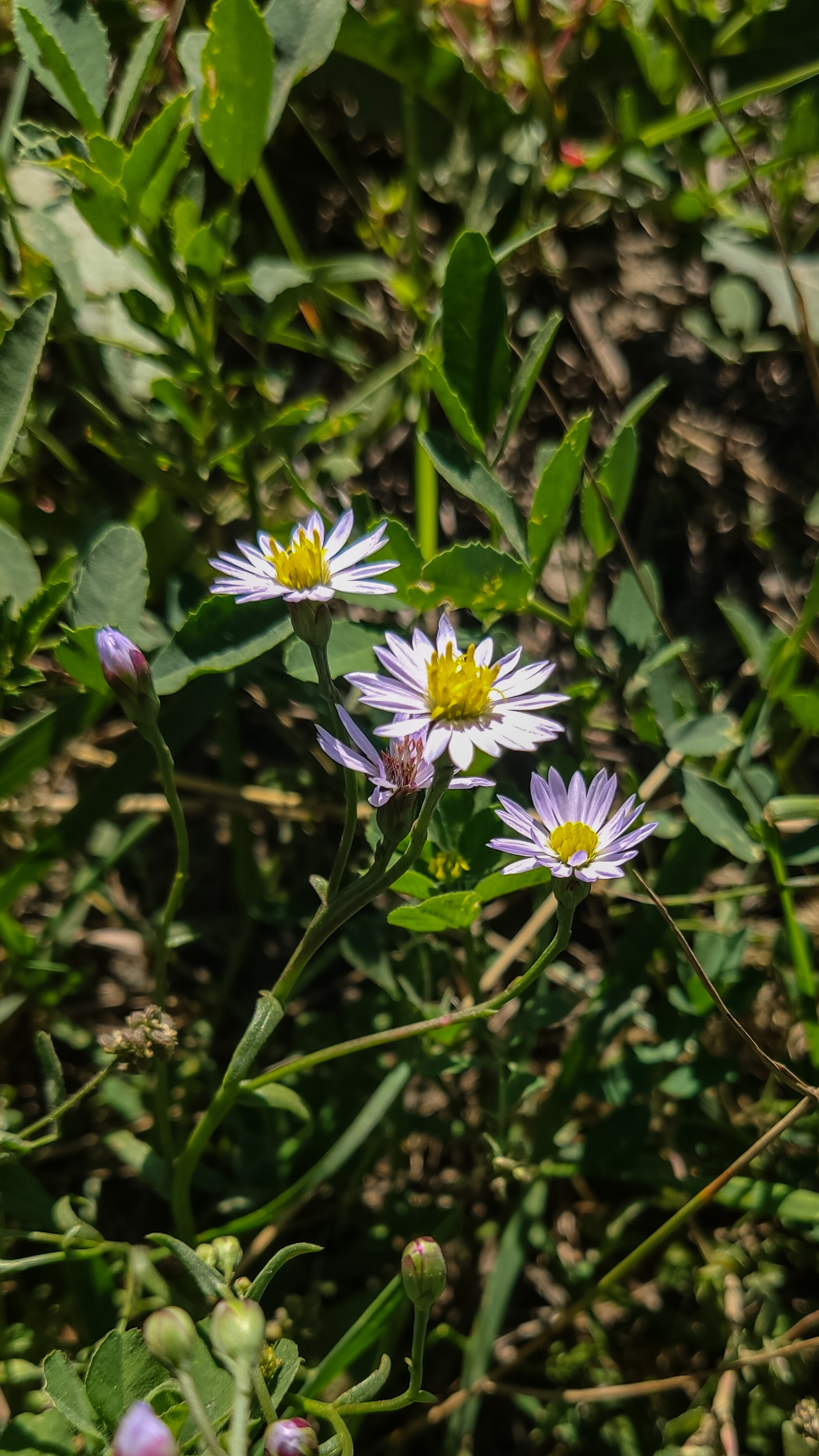 Photo project Let's take a closer look post No. 78. Aster Tatarian - My, Bloom, Macro photography, Nature, Beautiful view, The photo, Steppe, Plants, Microfilming, The nature of Russia, Grass, Longpost