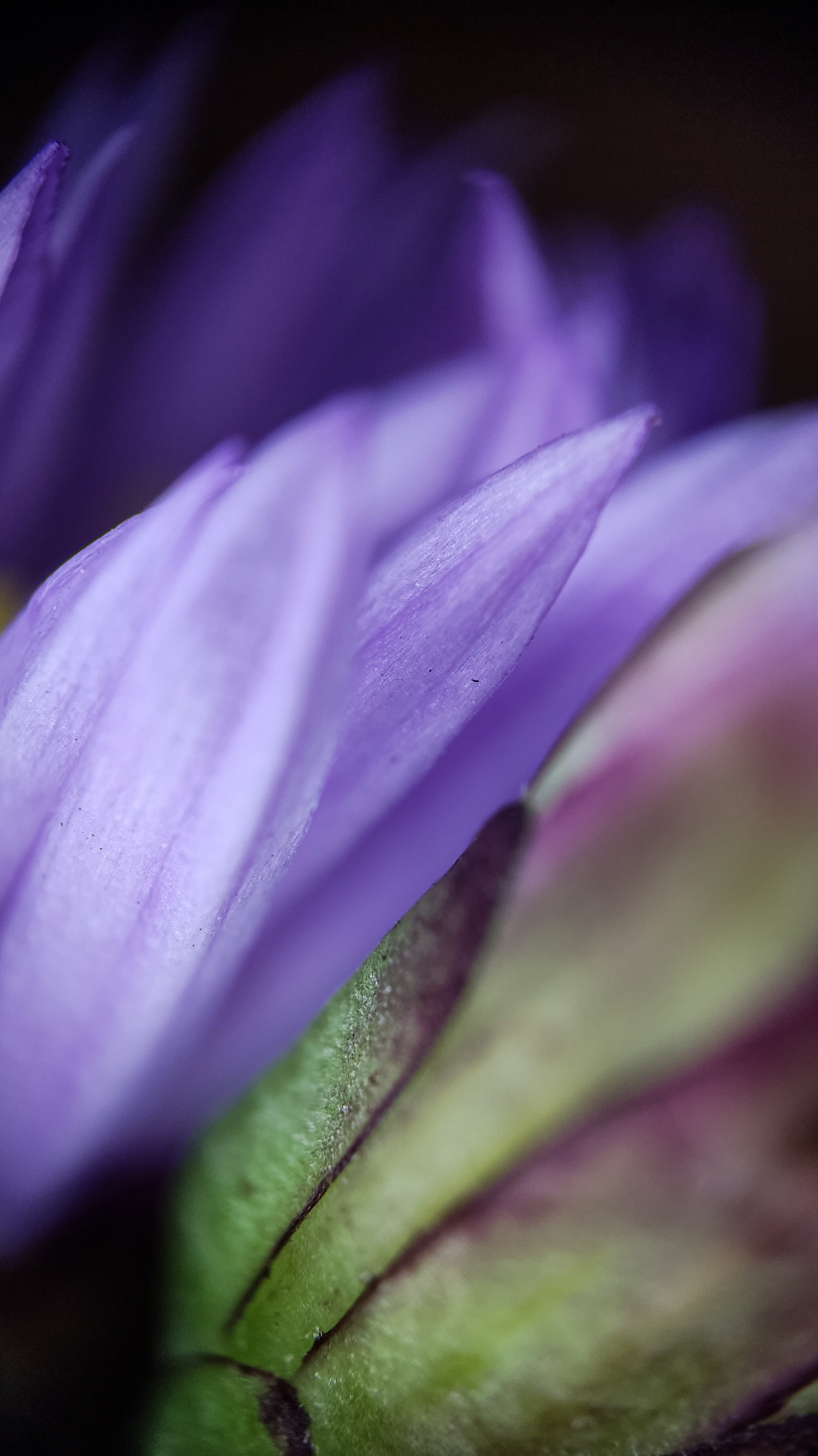 Photo project Let's take a closer look post No. 78. Aster Tatarian - My, Bloom, Macro photography, Nature, Beautiful view, The photo, Steppe, Plants, Microfilming, The nature of Russia, Grass, Longpost