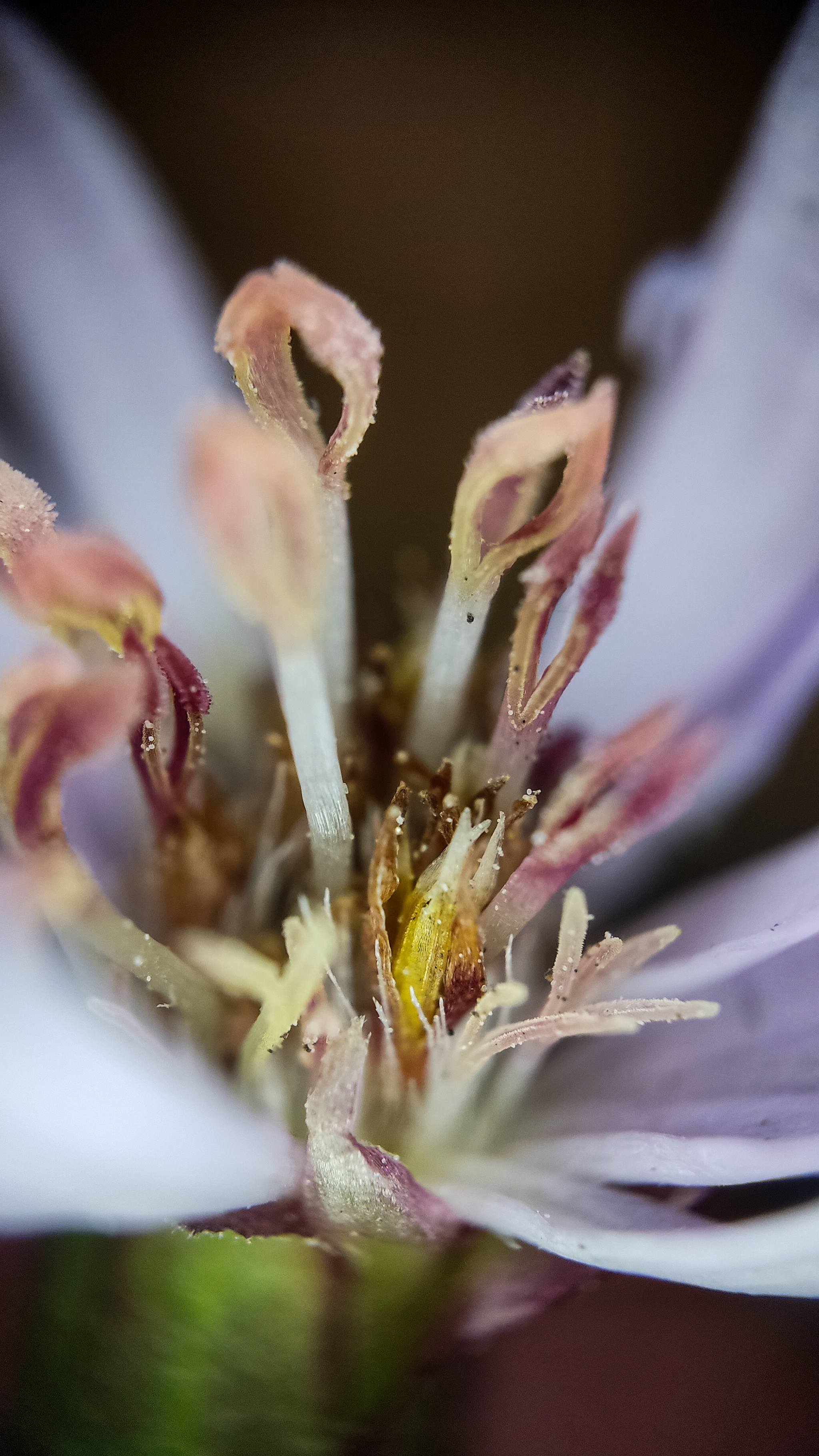 Photo project Let's take a closer look post No. 78. Aster Tatarian - My, Bloom, Macro photography, Nature, Beautiful view, The photo, Steppe, Plants, Microfilming, The nature of Russia, Grass, Longpost