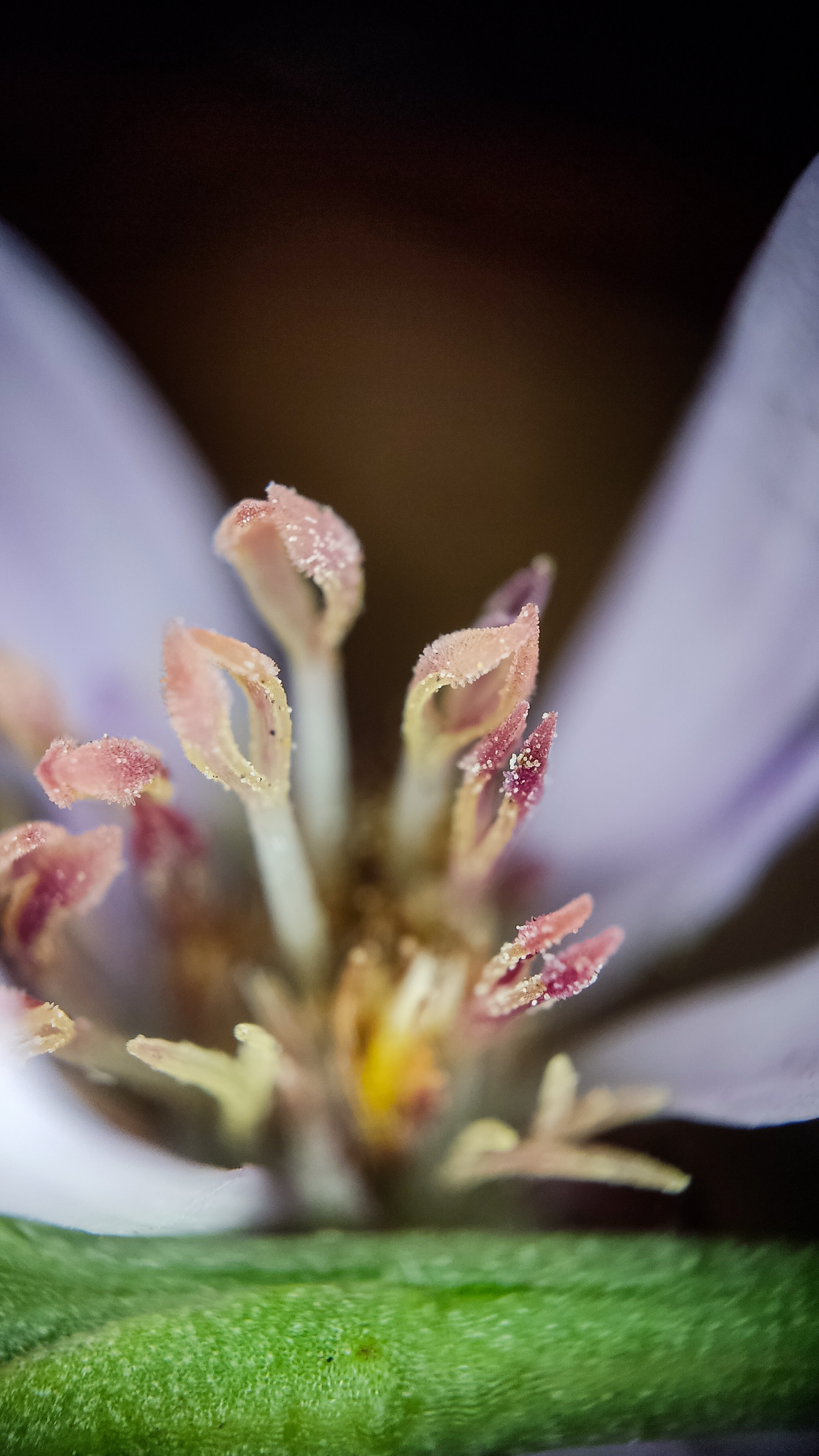 Photo project Let's take a closer look post No. 78. Aster Tatarian - My, Bloom, Macro photography, Nature, Beautiful view, The photo, Steppe, Plants, Microfilming, The nature of Russia, Grass, Longpost