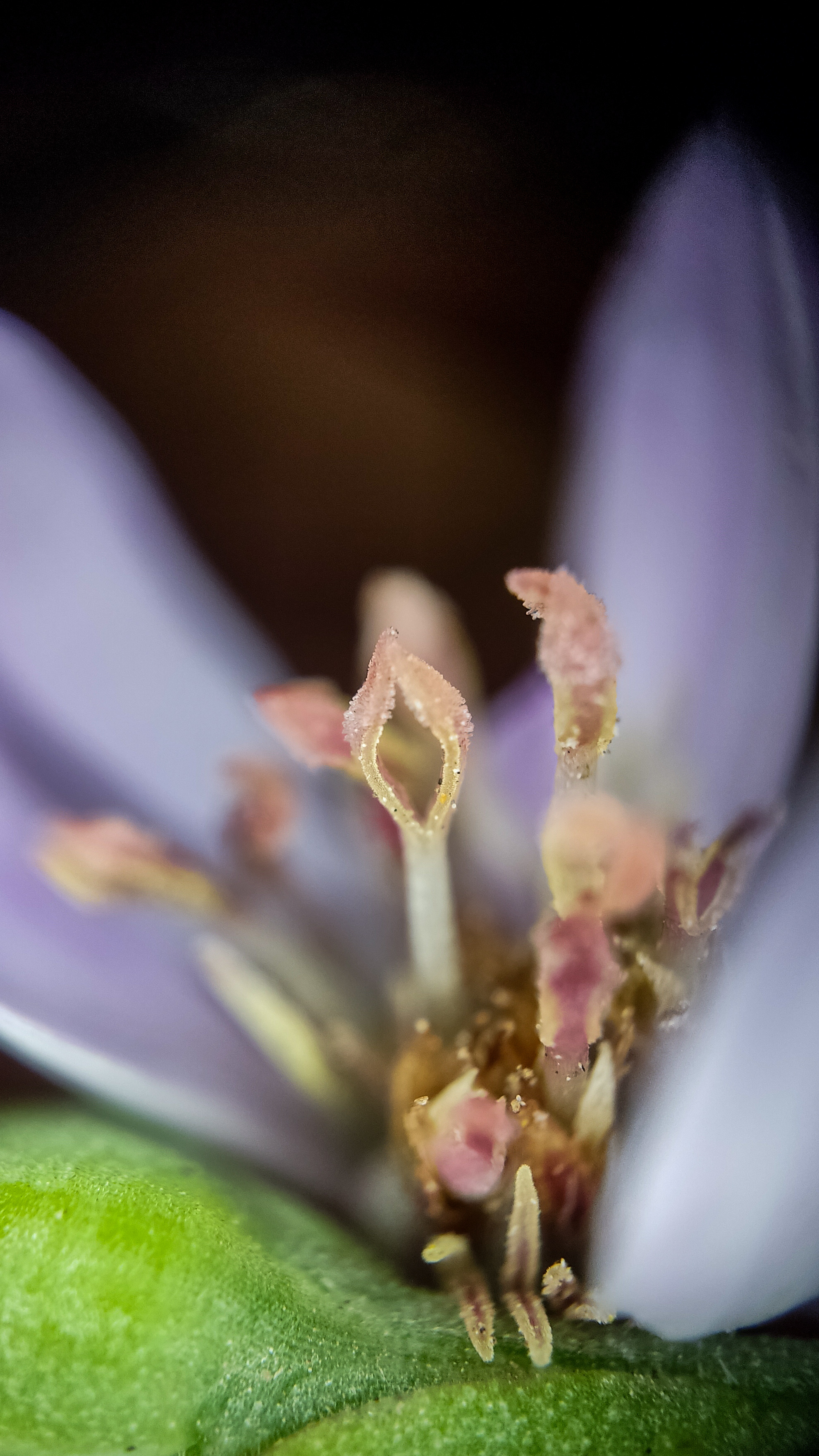 Photo project Let's take a closer look post No. 78. Aster Tatarian - My, Bloom, Macro photography, Nature, Beautiful view, The photo, Steppe, Plants, Microfilming, The nature of Russia, Grass, Longpost