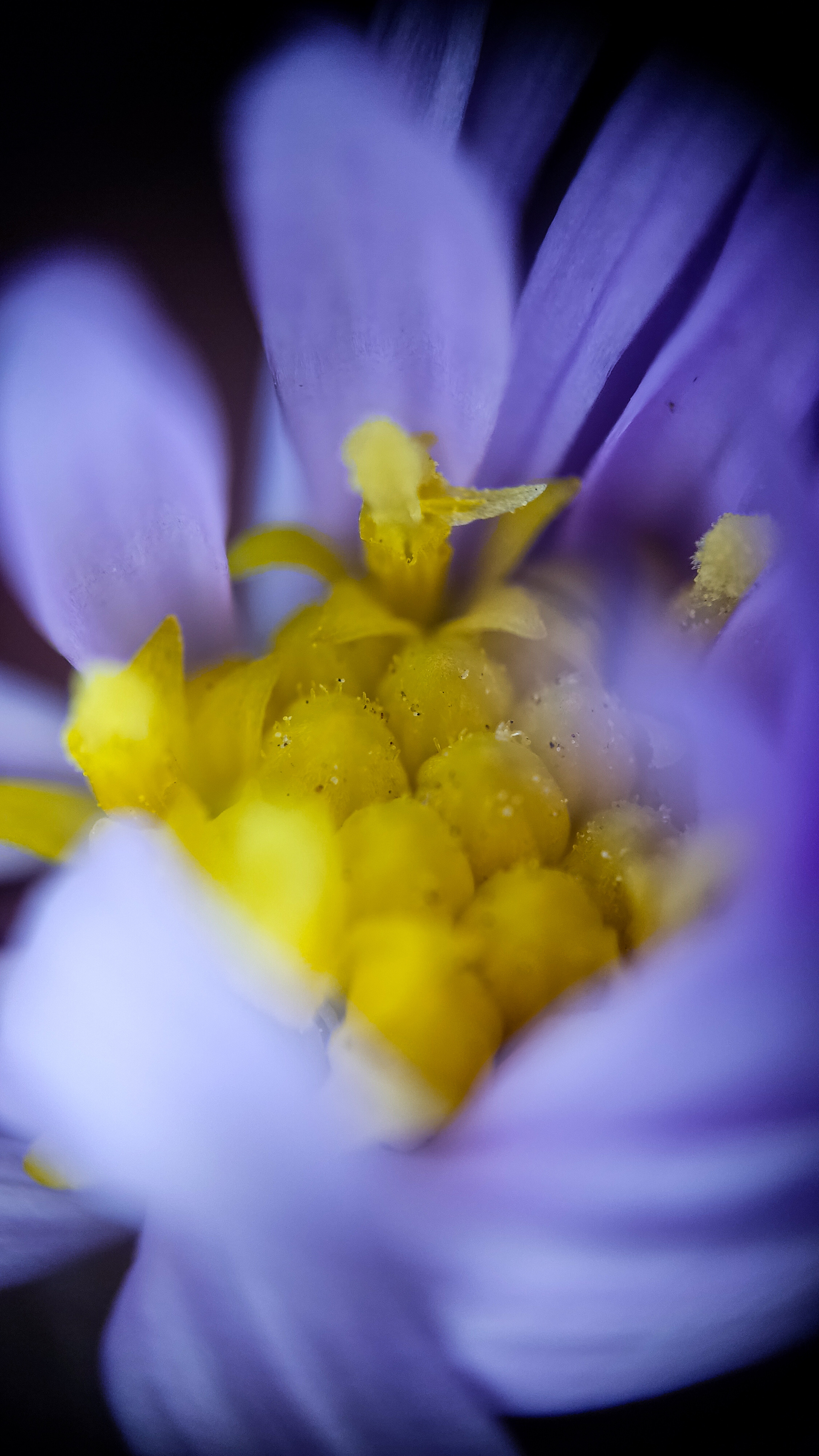 Photo project Let's take a closer look post No. 78. Aster Tatarian - My, Bloom, Macro photography, Nature, Beautiful view, The photo, Steppe, Plants, Microfilming, The nature of Russia, Grass, Longpost