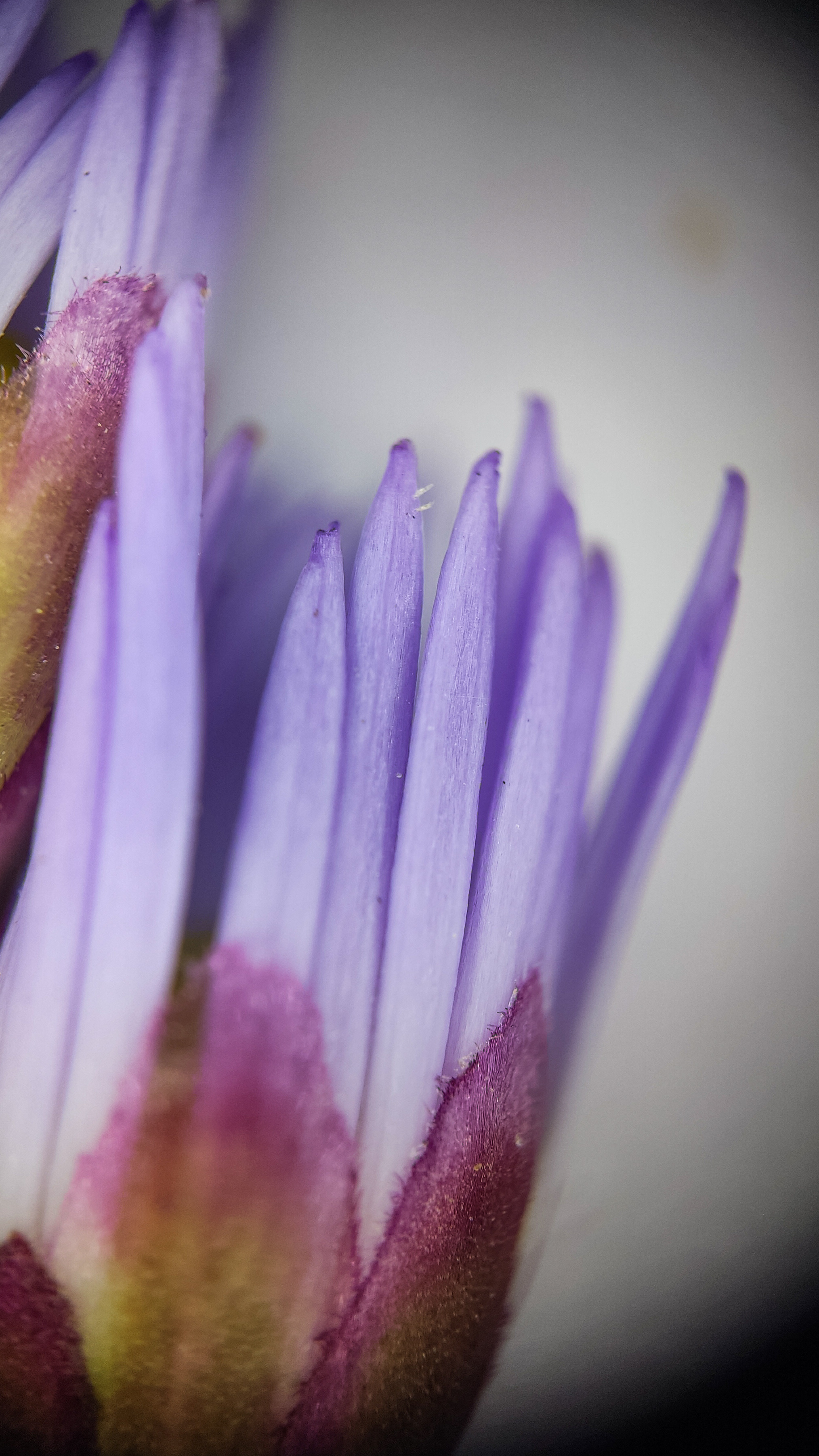 Photo project Let's take a closer look post No. 78. Aster Tatarian - My, Bloom, Macro photography, Nature, Beautiful view, The photo, Steppe, Plants, Microfilming, The nature of Russia, Grass, Longpost