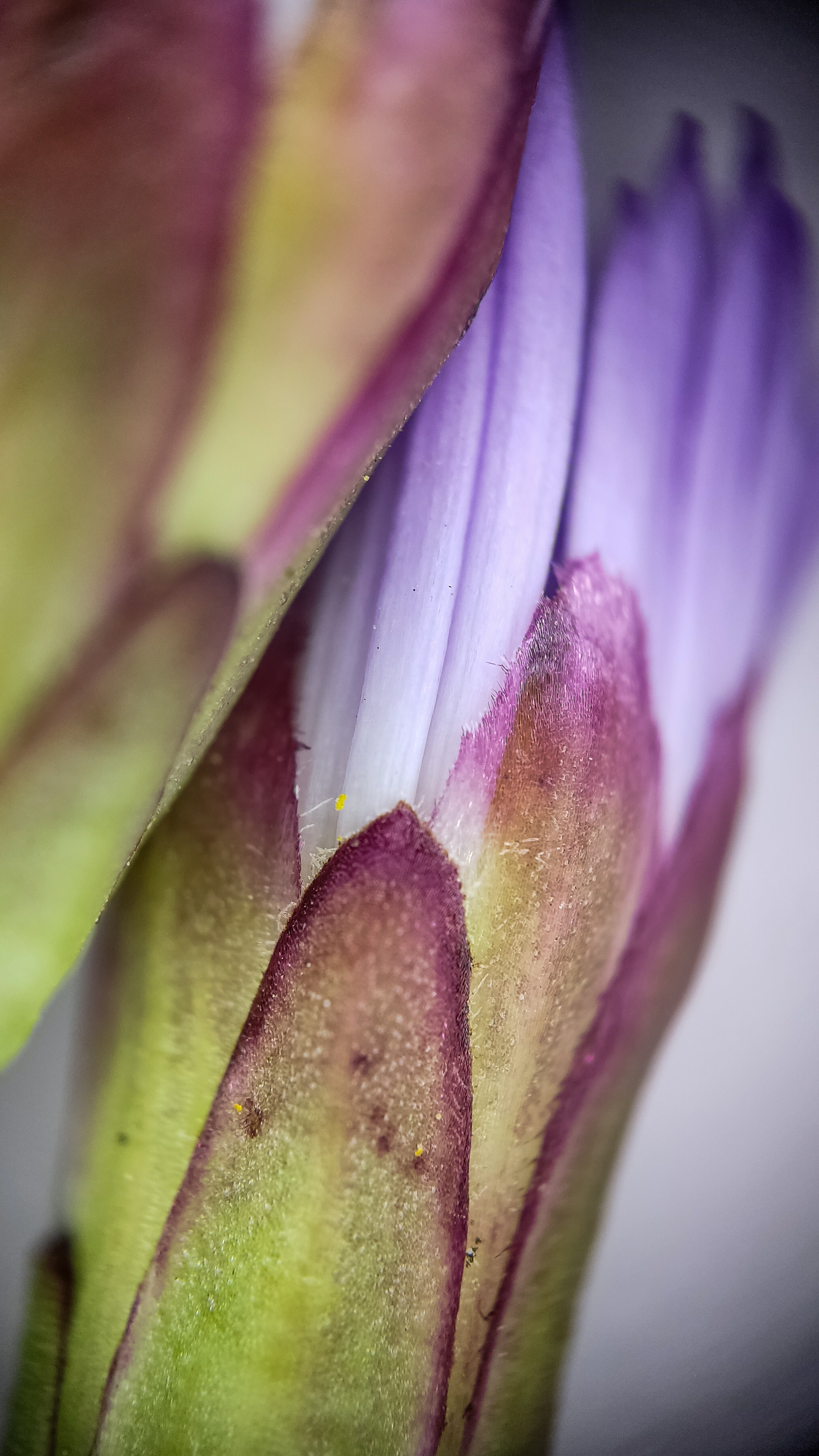 Photo project Let's take a closer look post No. 78. Aster Tatarian - My, Bloom, Macro photography, Nature, Beautiful view, The photo, Steppe, Plants, Microfilming, The nature of Russia, Grass, Longpost