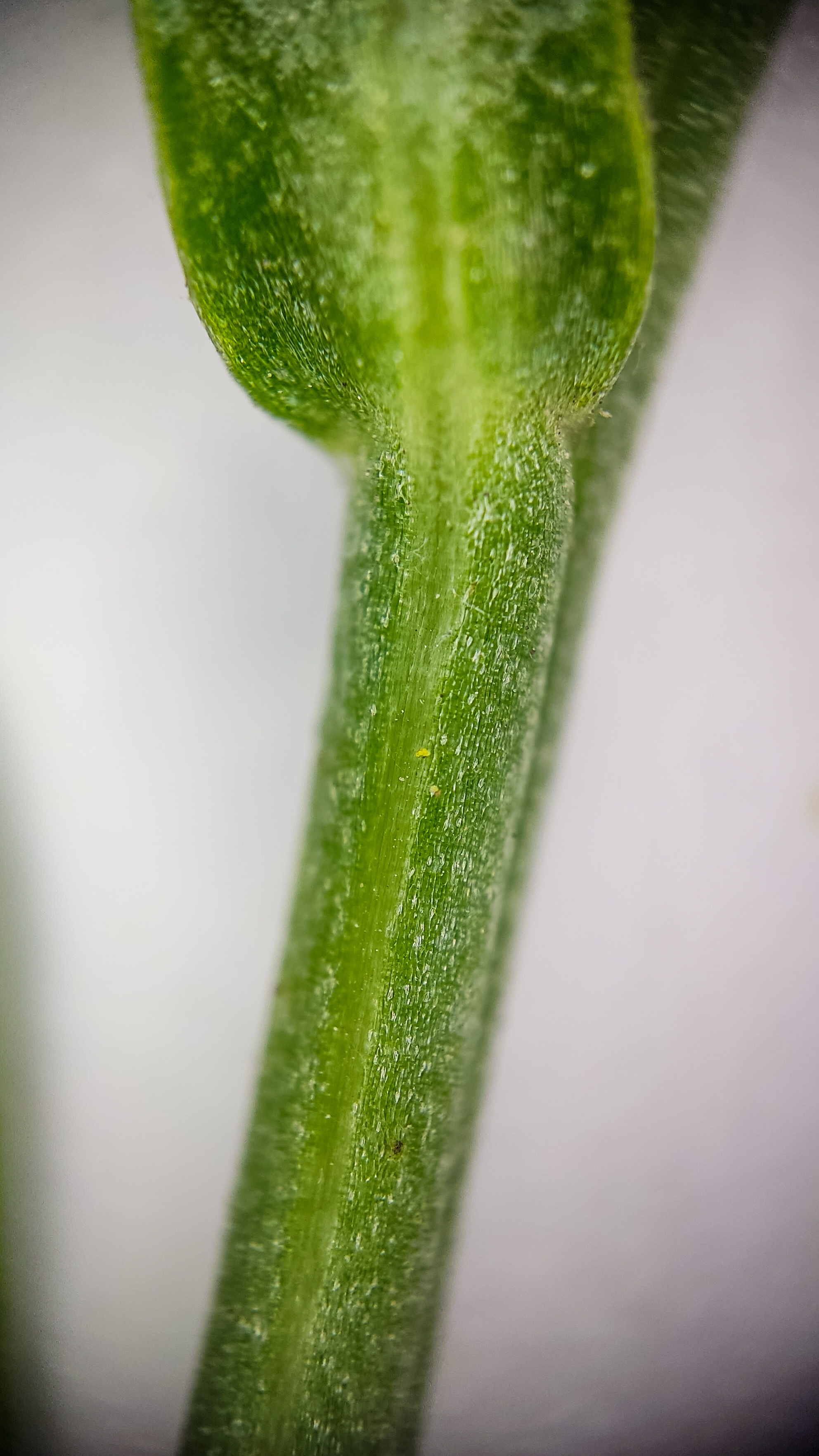 Photo project Let's take a closer look post No. 78. Aster Tatarian - My, Bloom, Macro photography, Nature, Beautiful view, The photo, Steppe, Plants, Microfilming, The nature of Russia, Grass, Longpost