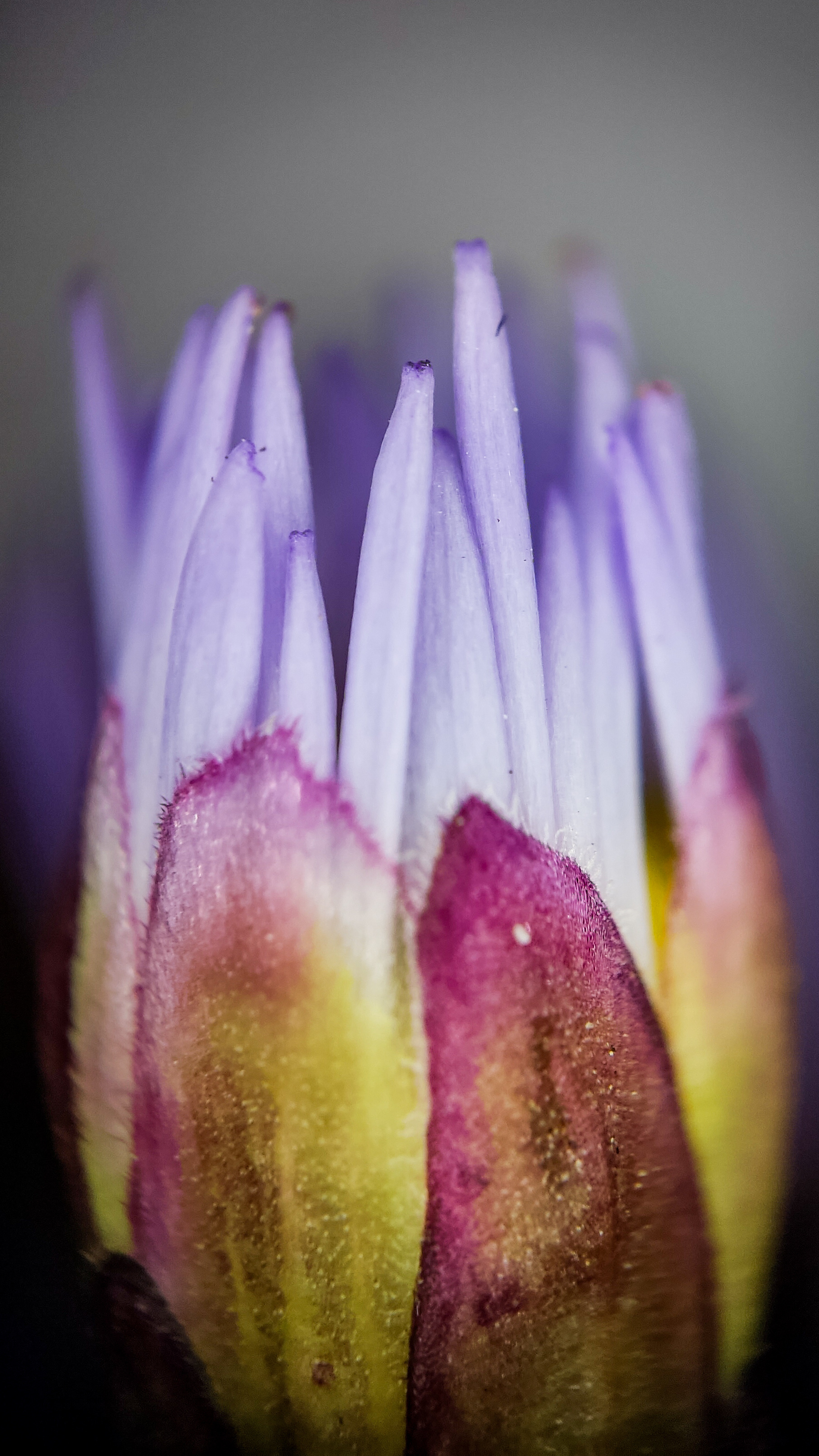 Photo project Let's take a closer look post No. 78. Aster Tatarian - My, Bloom, Macro photography, Nature, Beautiful view, The photo, Steppe, Plants, Microfilming, The nature of Russia, Grass, Longpost