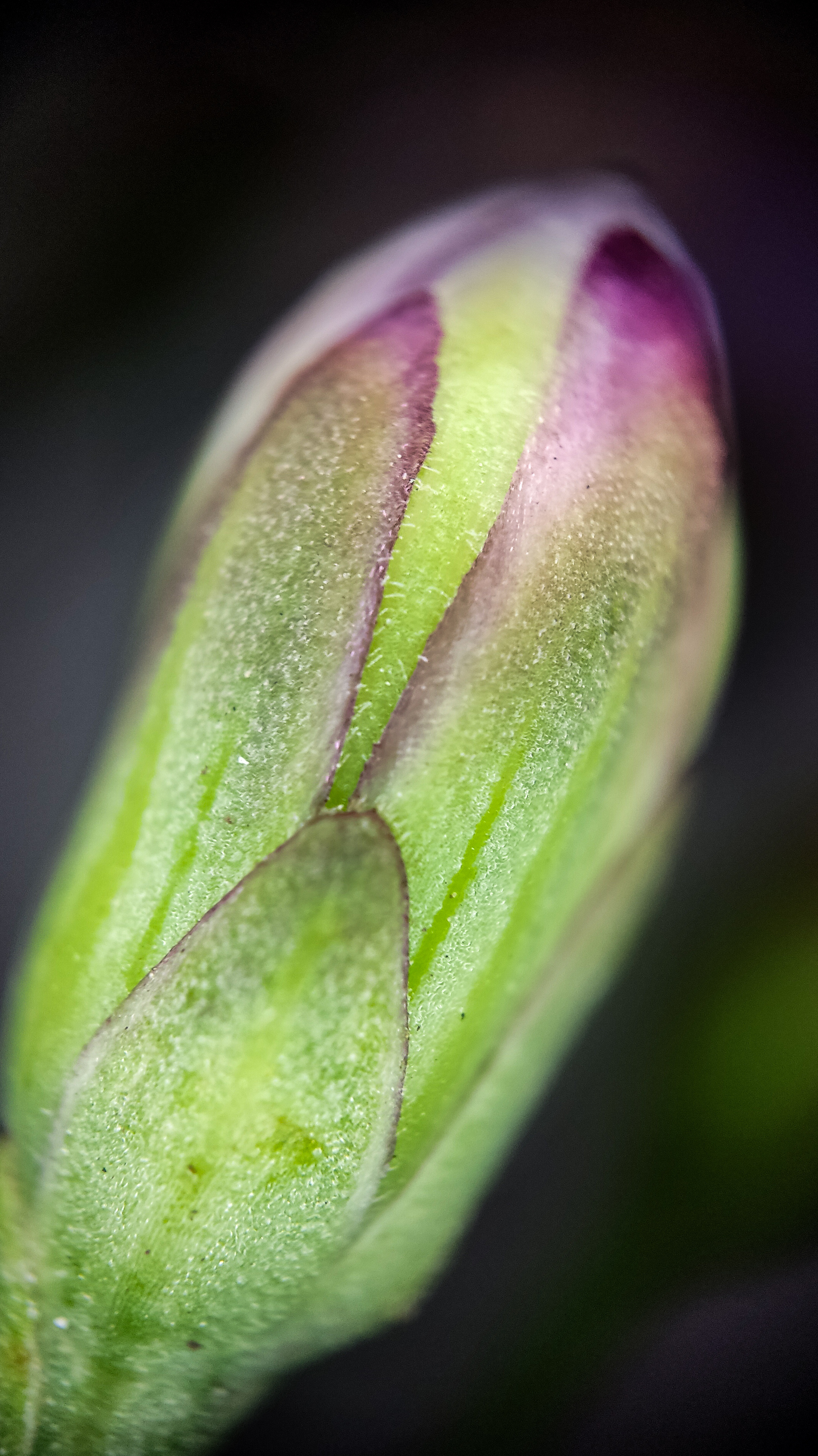 Photo project Let's take a closer look post No. 78. Aster Tatarian - My, Bloom, Macro photography, Nature, Beautiful view, The photo, Steppe, Plants, Microfilming, The nature of Russia, Grass, Longpost