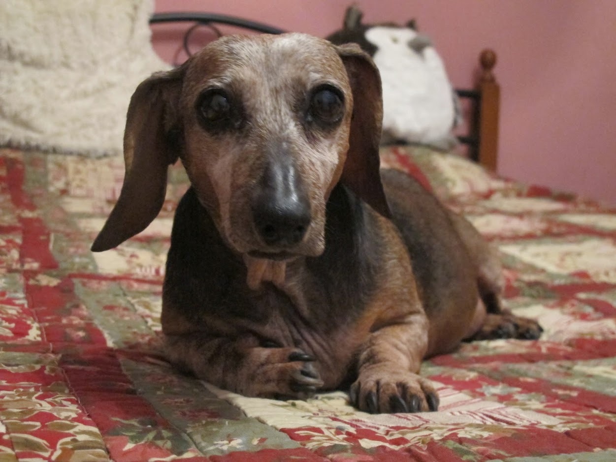 Today is Rainbow Bridge Memorial Day - remembering the pets who are no longer with us - Pets, Dog, Longpost