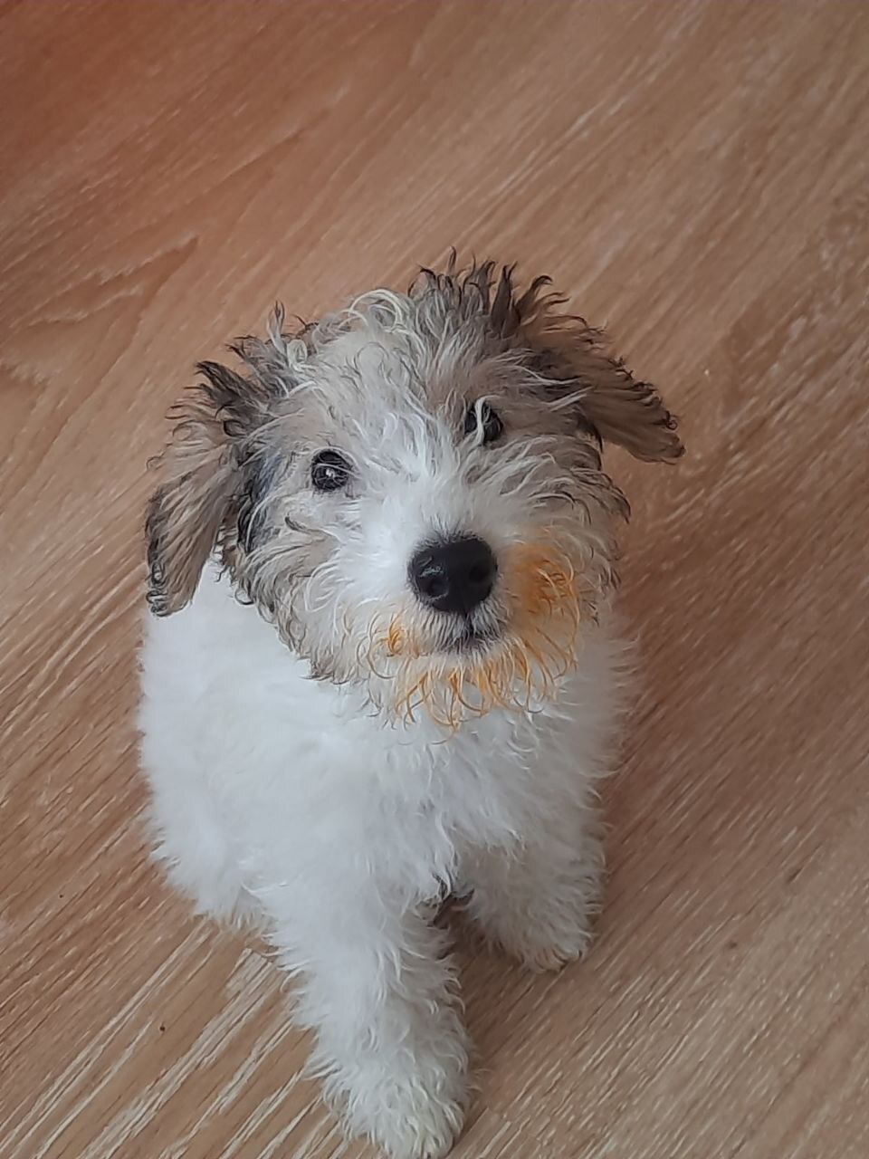 Not only people love borscht - Dog, The photo, Contentment