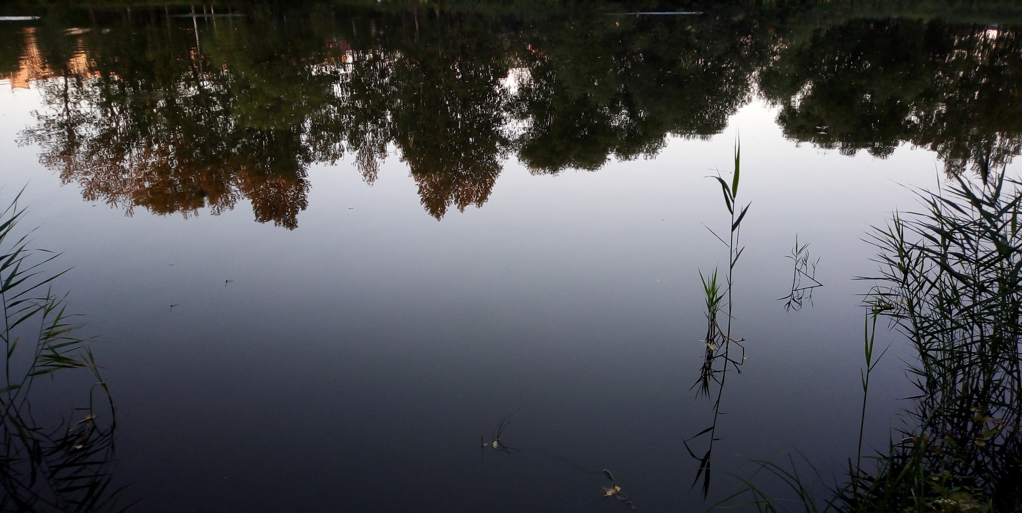 Summer reflection - My, Summer, Nature, Pond, Reflection, Beautiful view, The photo