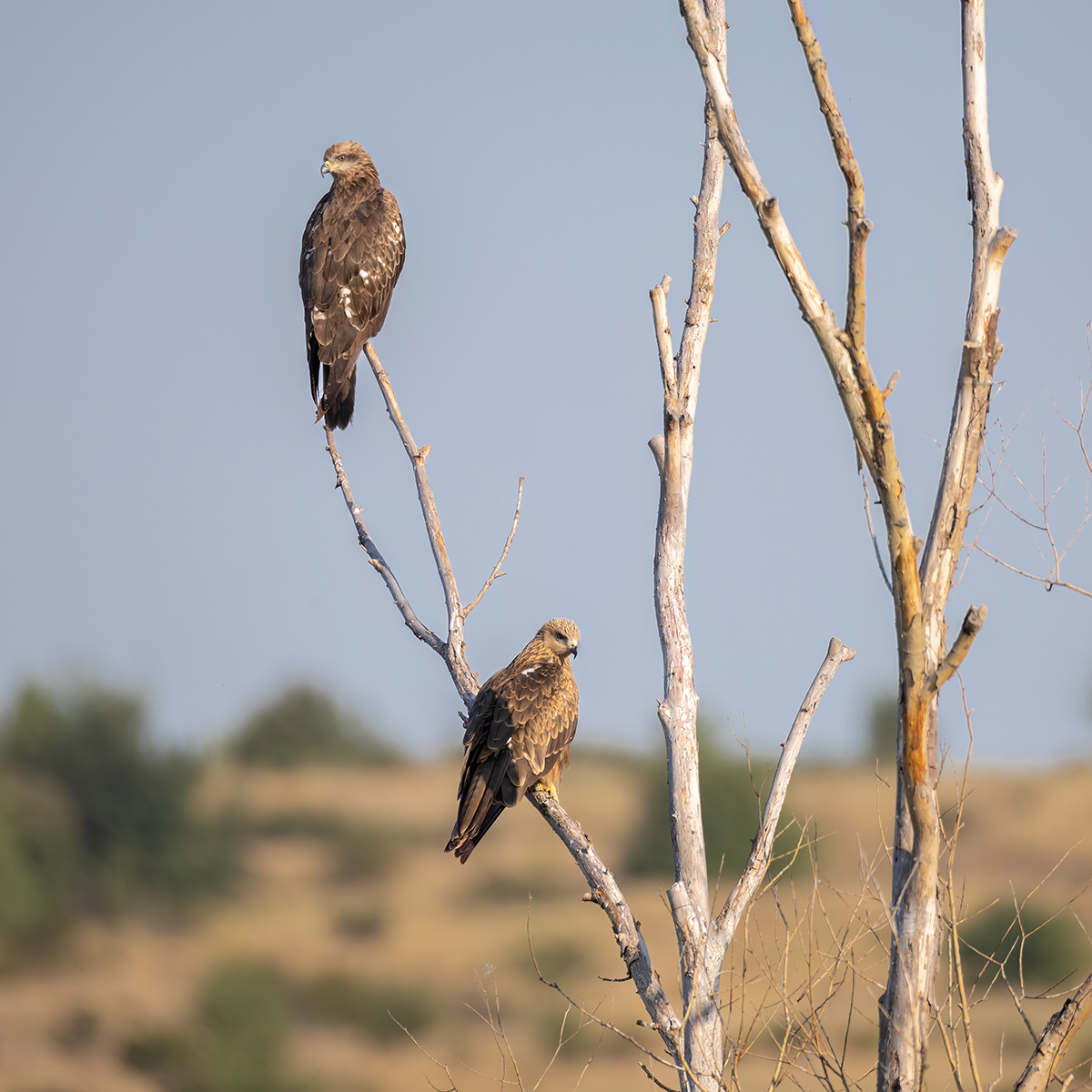 Black kites - My, Black Kite, Ornithology, Ornithology League, Bird watching, Photo hunting, Predator birds, Rostov region, Steppe, In the animal world