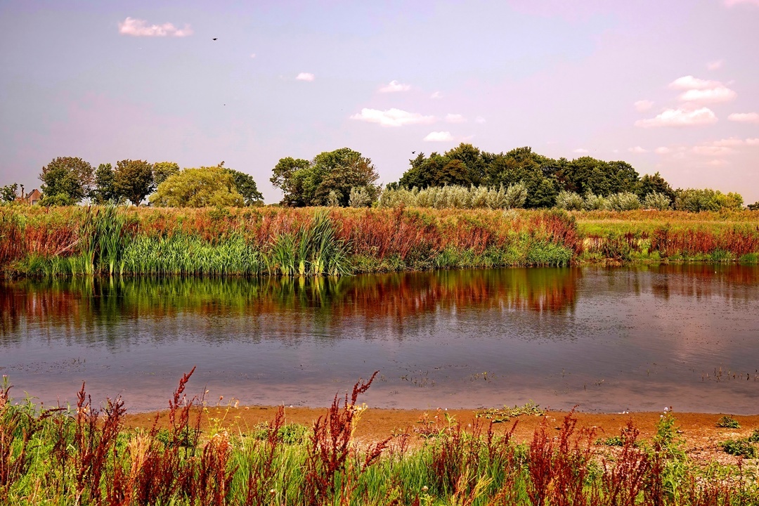 Summer is ending, but we remain positive! - My, Poems, The photo, Summer, Nature, Flowers, Netherlands (Holland)