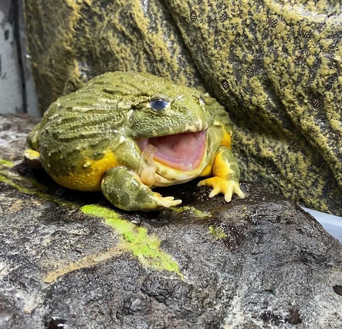 I'm happy for Wednesday and you, my guys. - It Is Wednesday My Dudes, Wednesday, Toad, Frogs, The photo