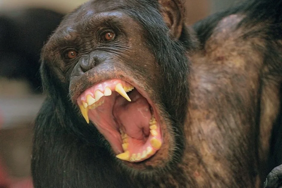 The war between chimpanzees and gorillas: A major conflict that changed perceptions of primates - Chimpanzee, Gorilla, Animals, Wild animals, Yandex Zen, Yandex Zen (link), Longpost, Monkey, Primates