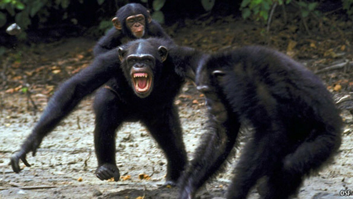 The war between chimpanzees and gorillas: A major conflict that changed perceptions of primates - Chimpanzee, Gorilla, Animals, Wild animals, Yandex Zen, Yandex Zen (link), Longpost, Monkey, Primates